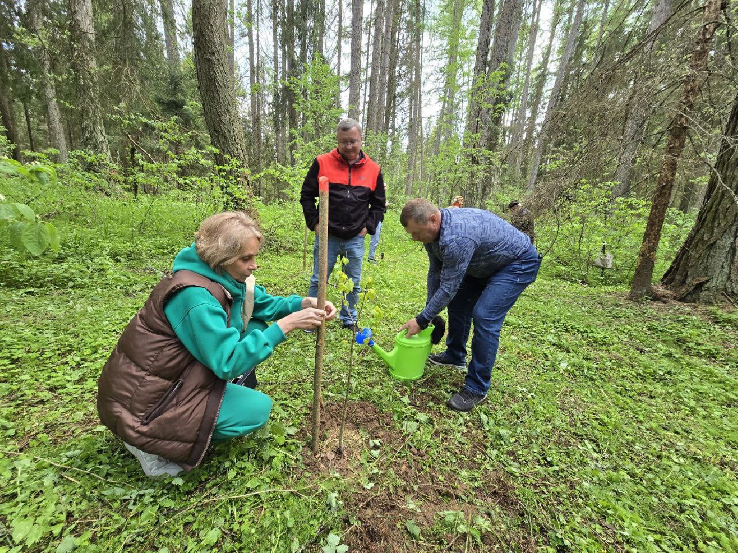 можайск, можайский муниципальный округ, подмосковье, дерево жизни, экологический проект, экология, сажаем правильно, передаем память,