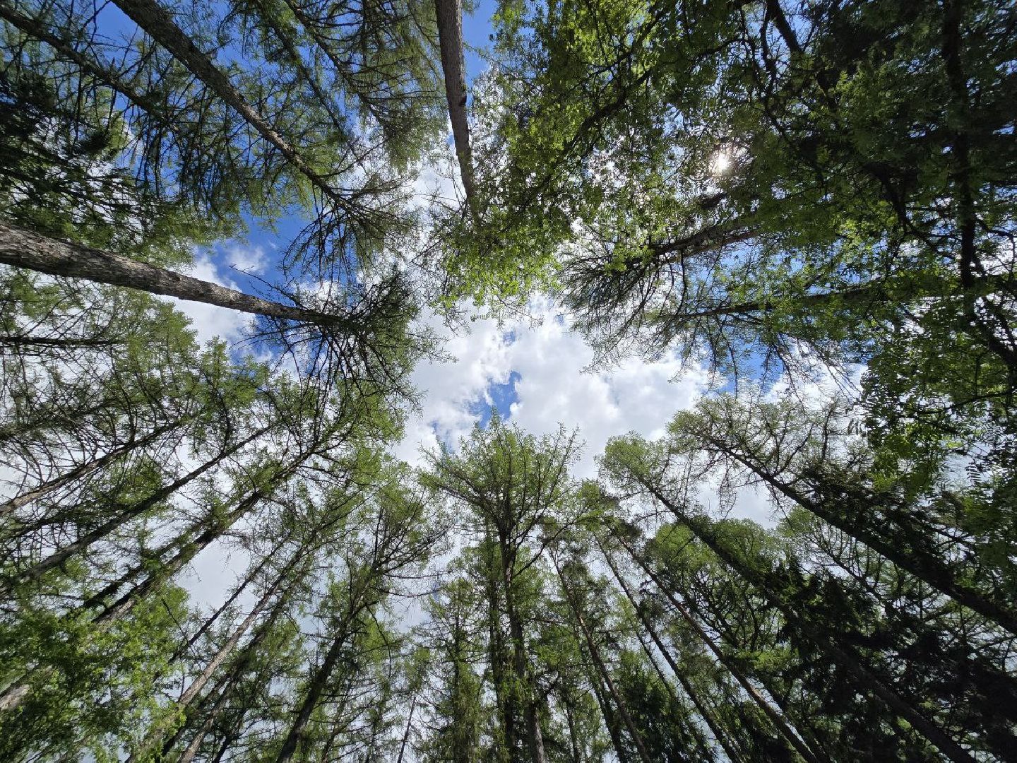 можайск, можайский муниципальный округ, подмосковье, дерево жизни, экологический проект, экология, сажаем правильно, передаем память,