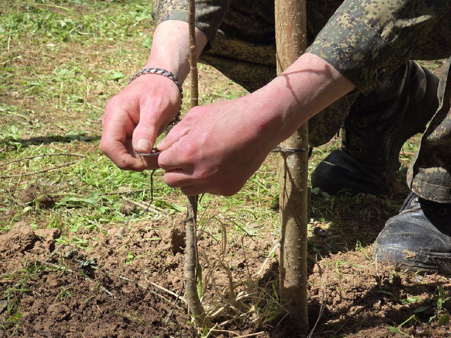 можайск, можайский муниципальный округ, подмосковье, дерево жизни, экологический проект, экология, сажаем правильно, передаем память,