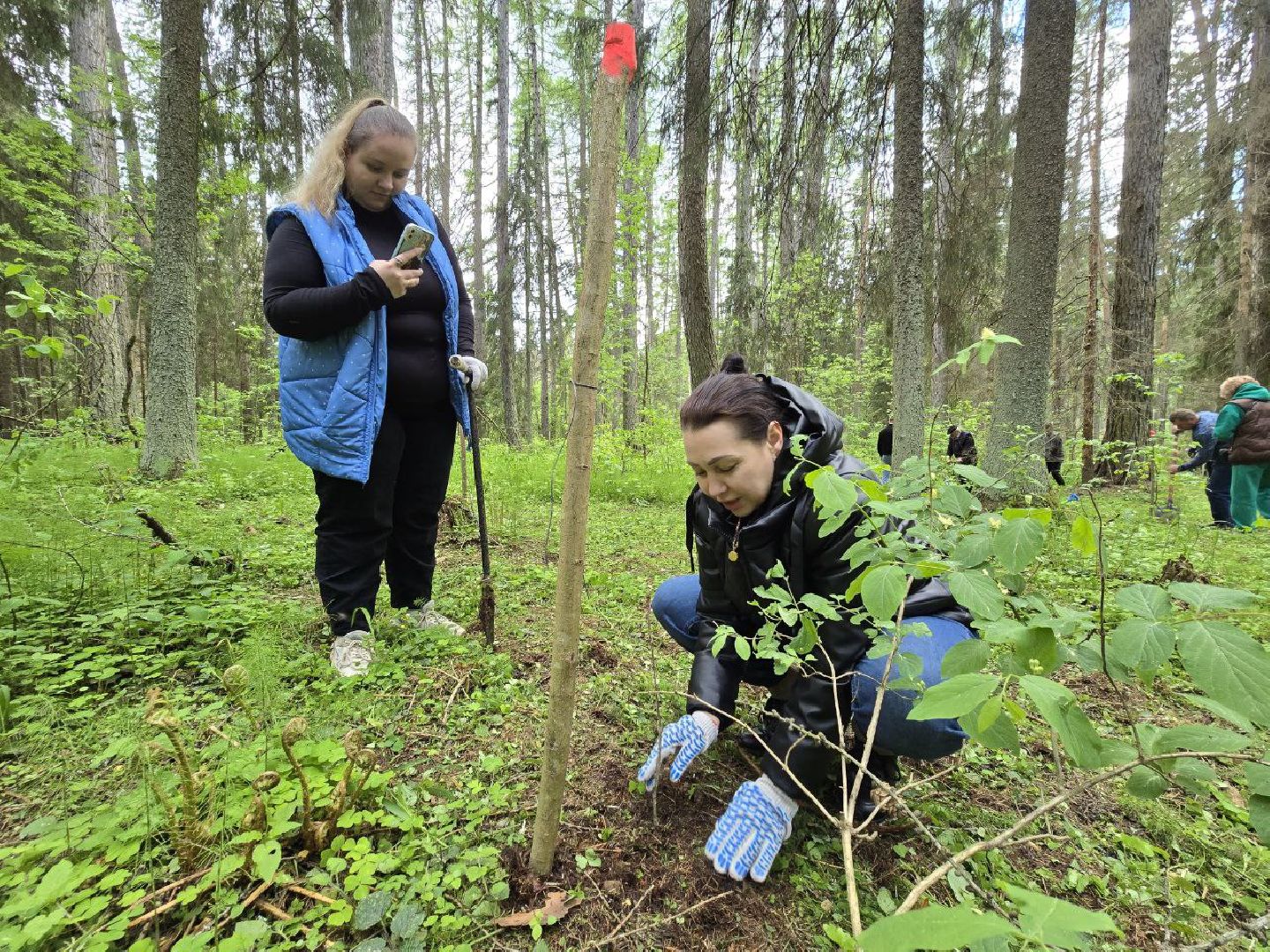 можайск, можайский муниципальный округ, подмосковье, дерево жизни, экологический проект, экология, сажаем правильно, передаем память,