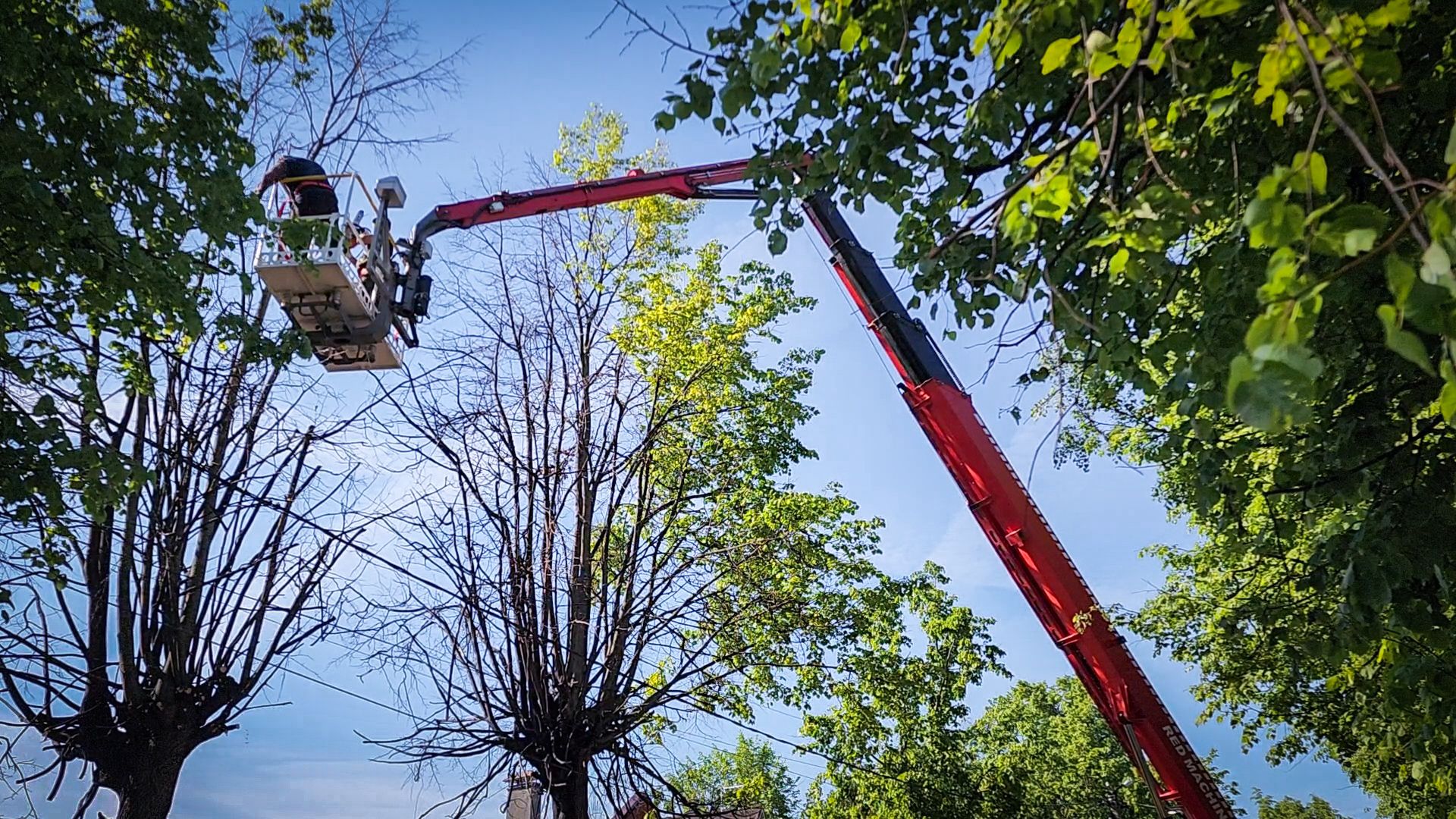 бронницы, опиловка деревьев, благоустройство ,