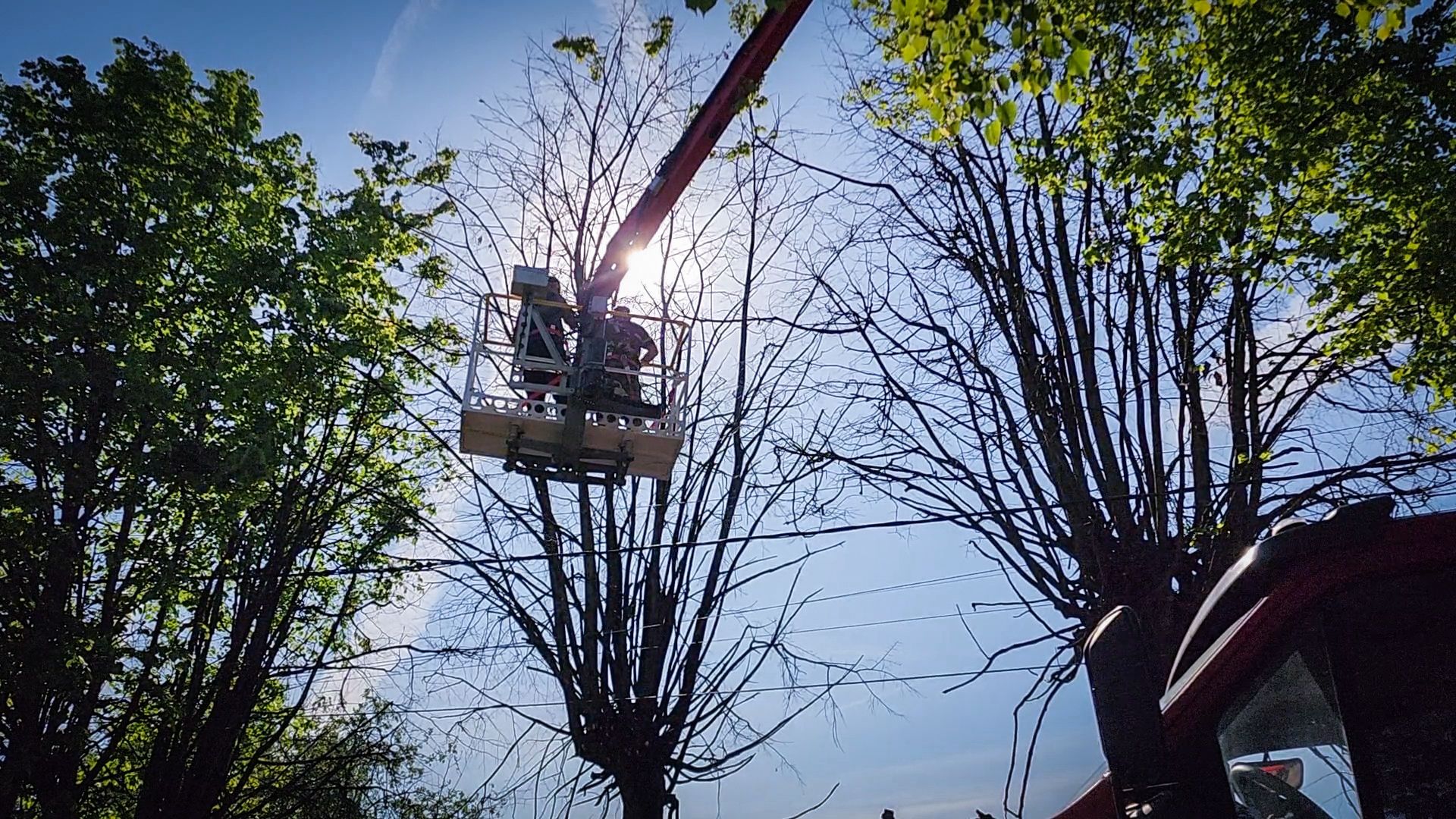 бронницы, опиловка деревьев, благоустройство ,