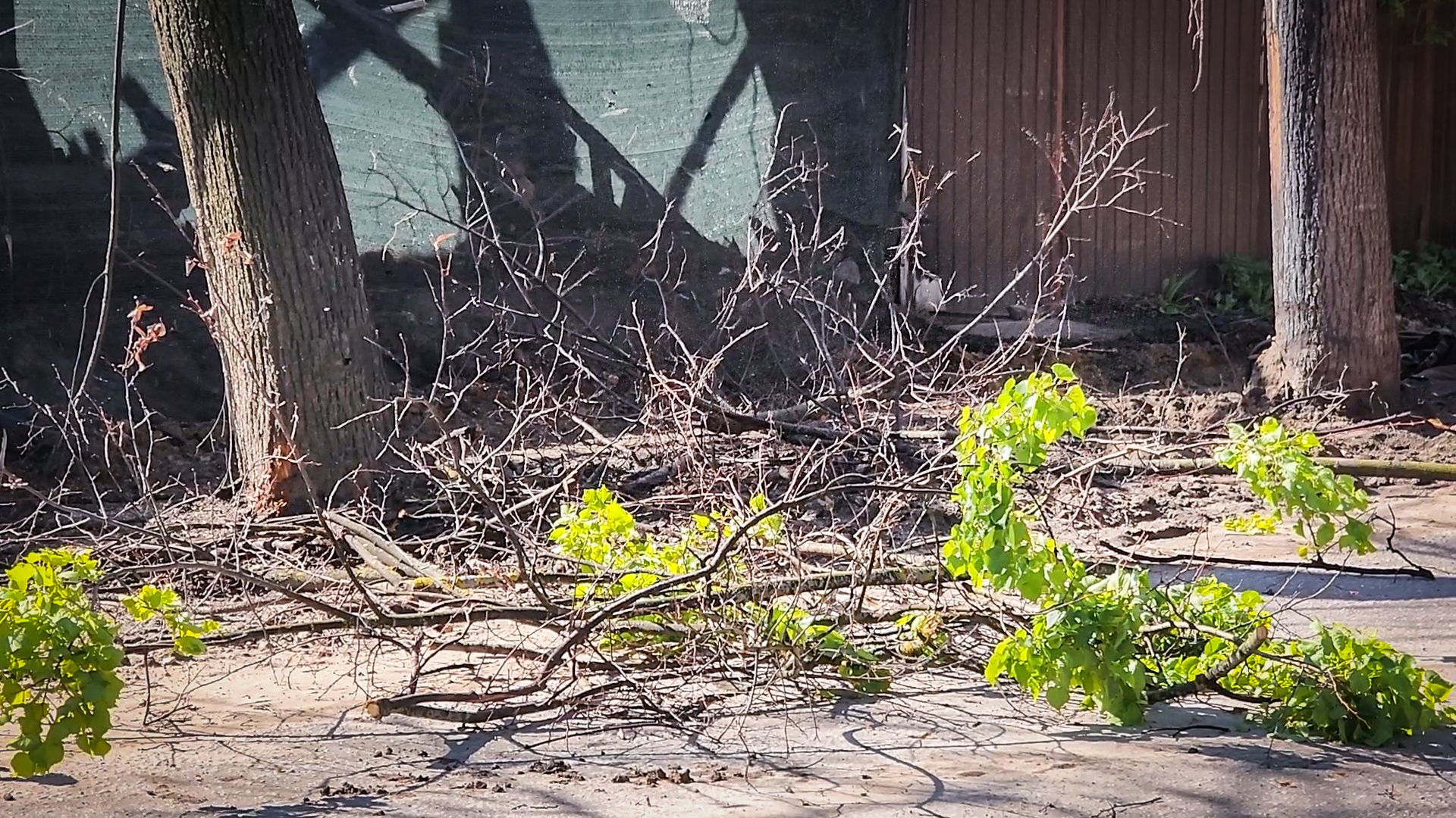 бронницы, опиловка деревьев, благоустройство ,