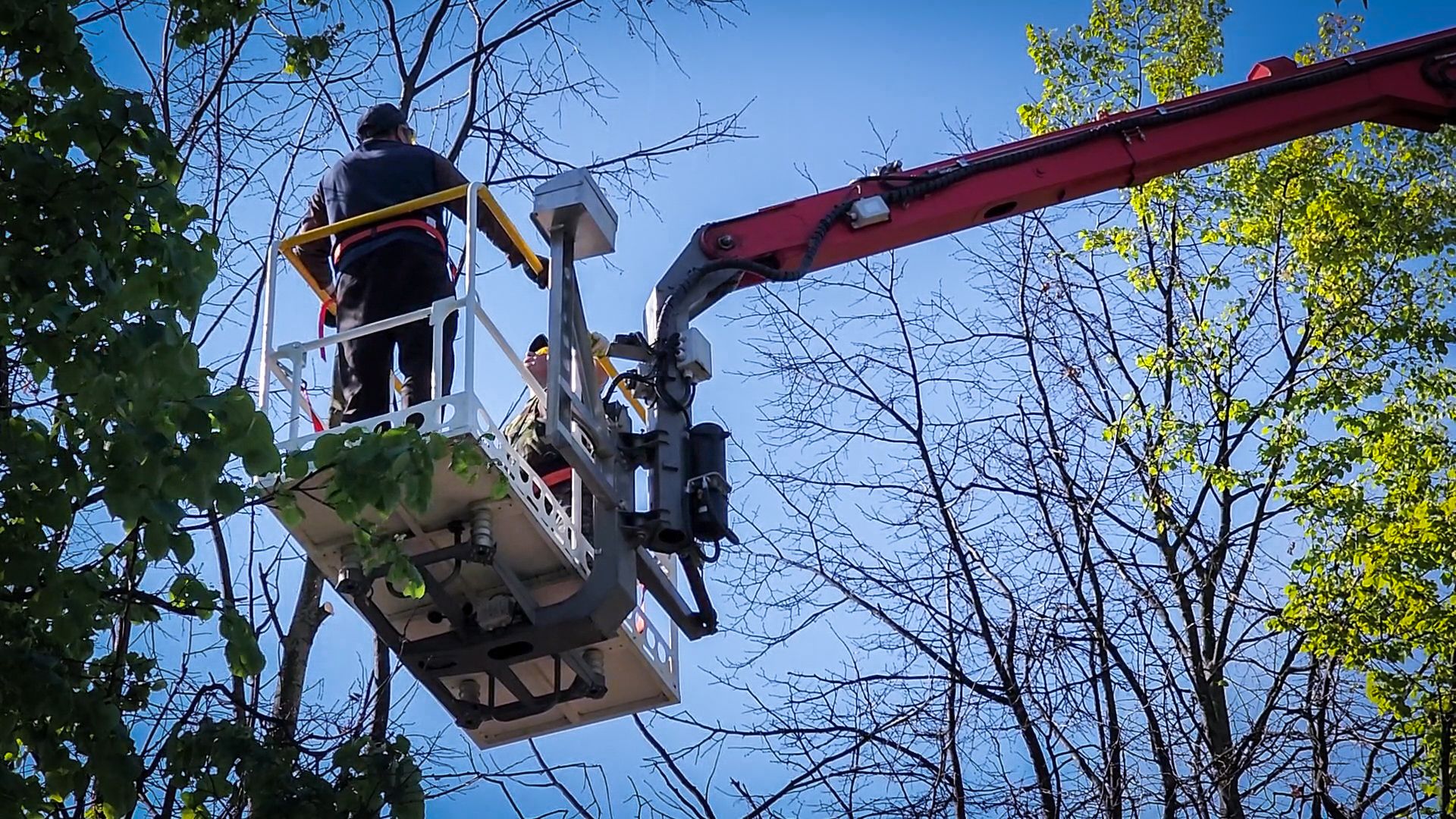 бронницы, опиловка деревьев, благоустройство ,