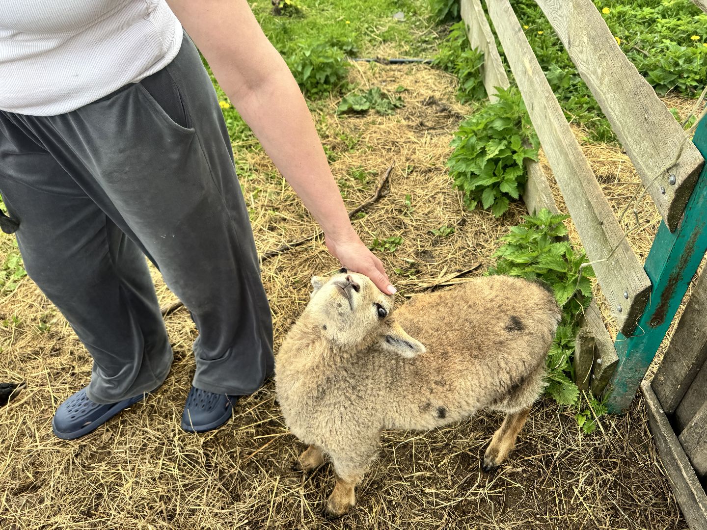 шаховская, сельское хозяйство, животные, животные на ферме, овцы, козленок,
