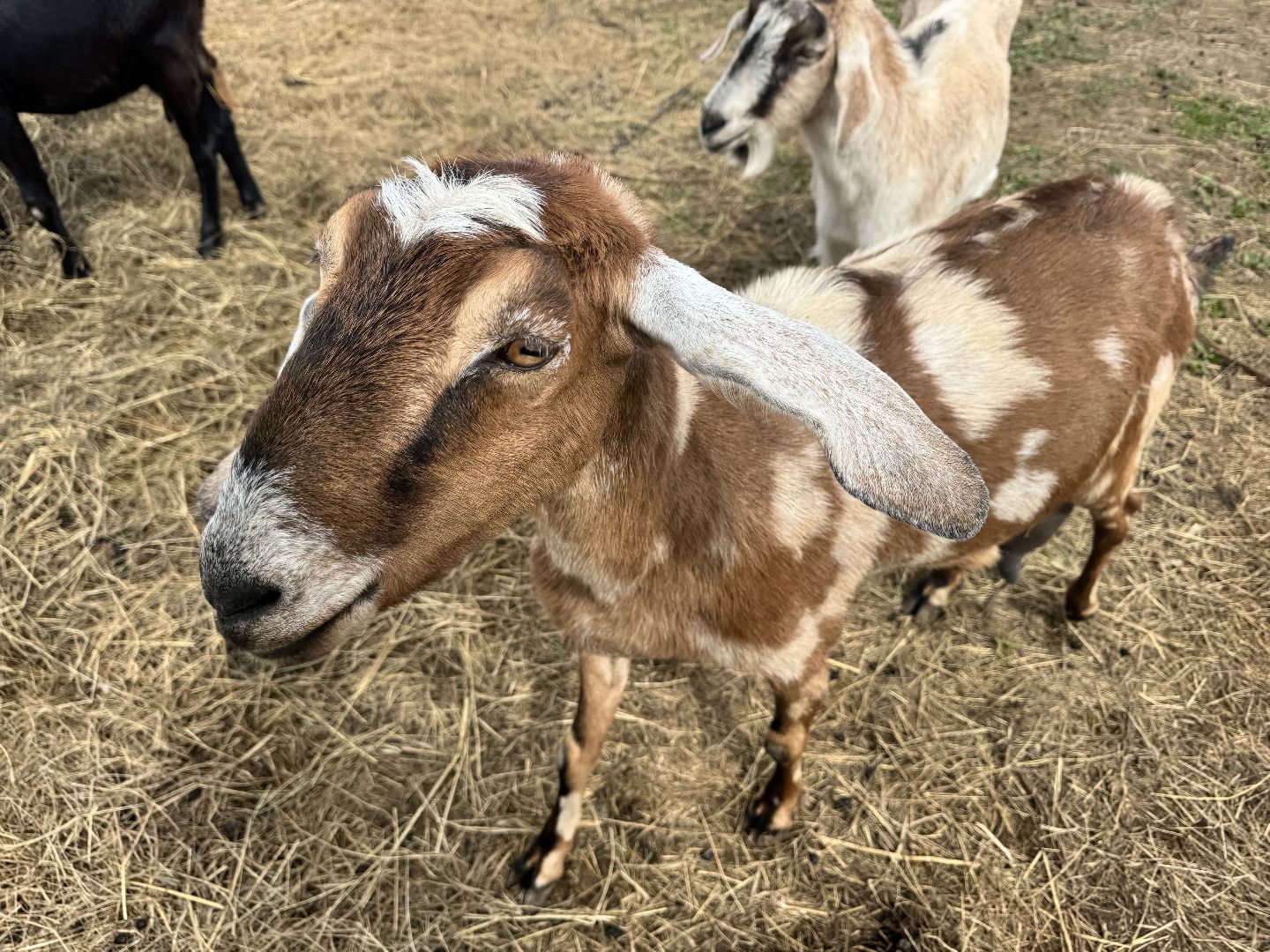 шаховская, сельское хозяйство, животные, животные на ферме, овцы, козленок,