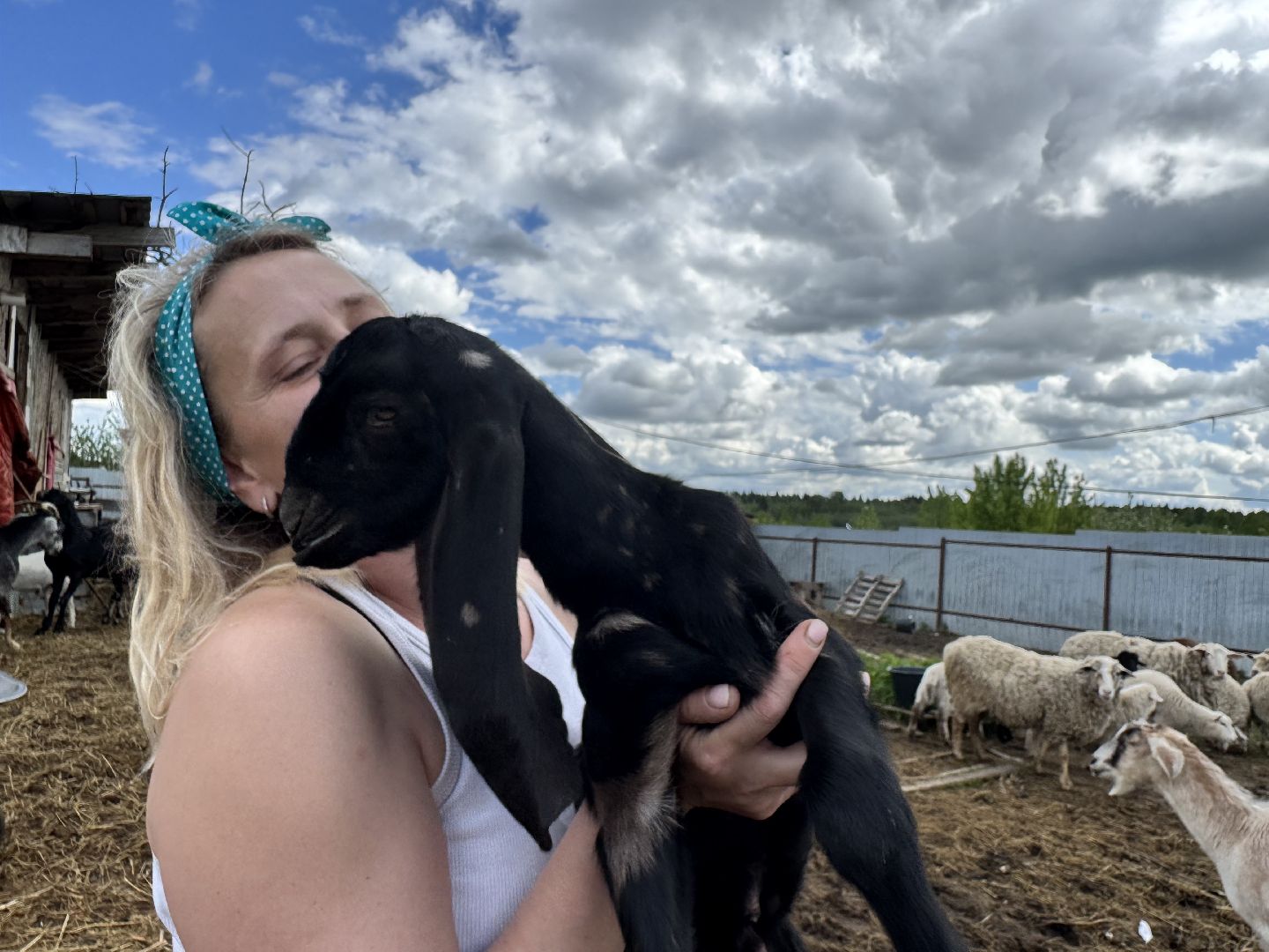 шаховская, сельское хозяйство, животные, животные на ферме, овцы, козленок,