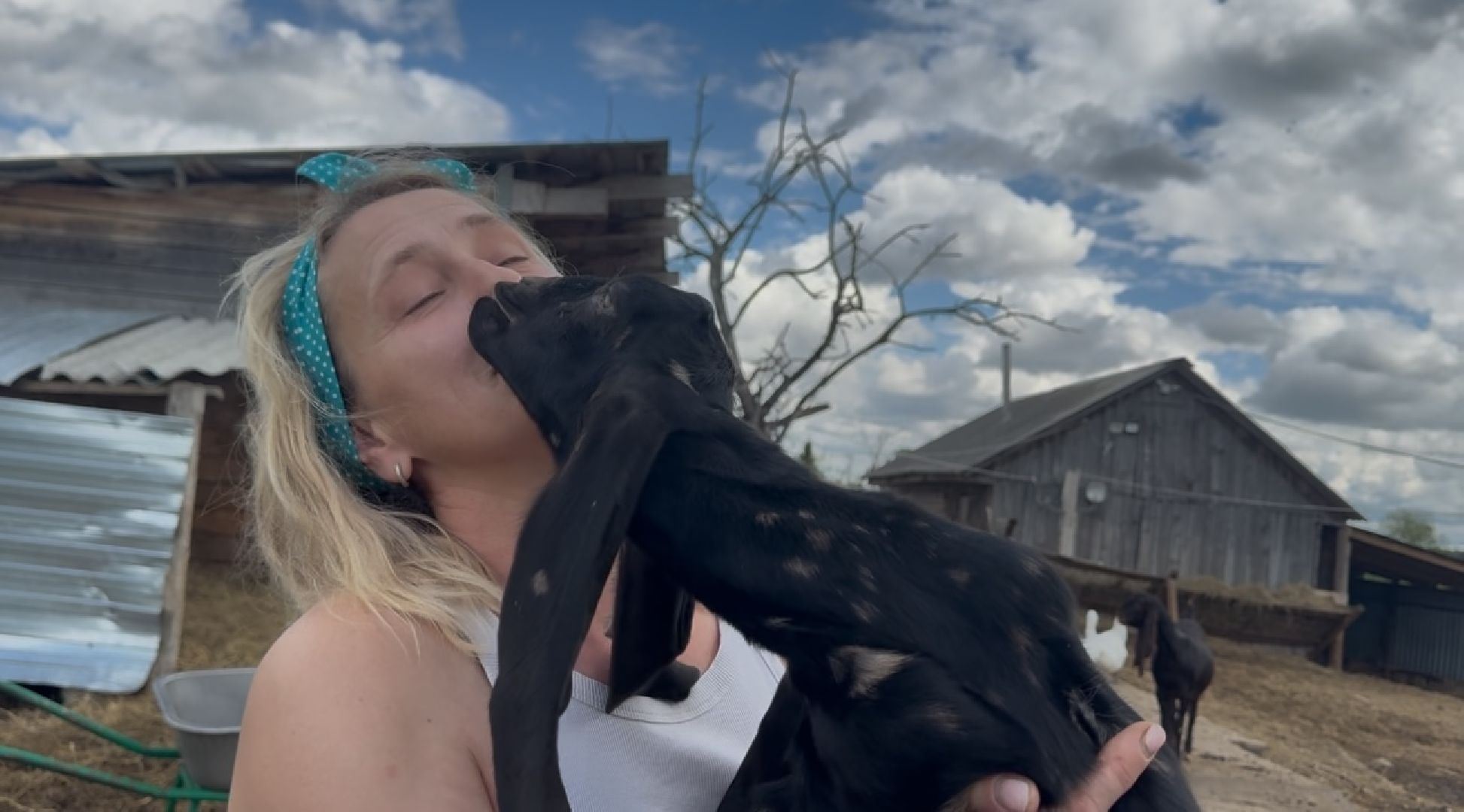 шаховская, сельское хозяйство, животные, животные на ферме, овцы, козленок,