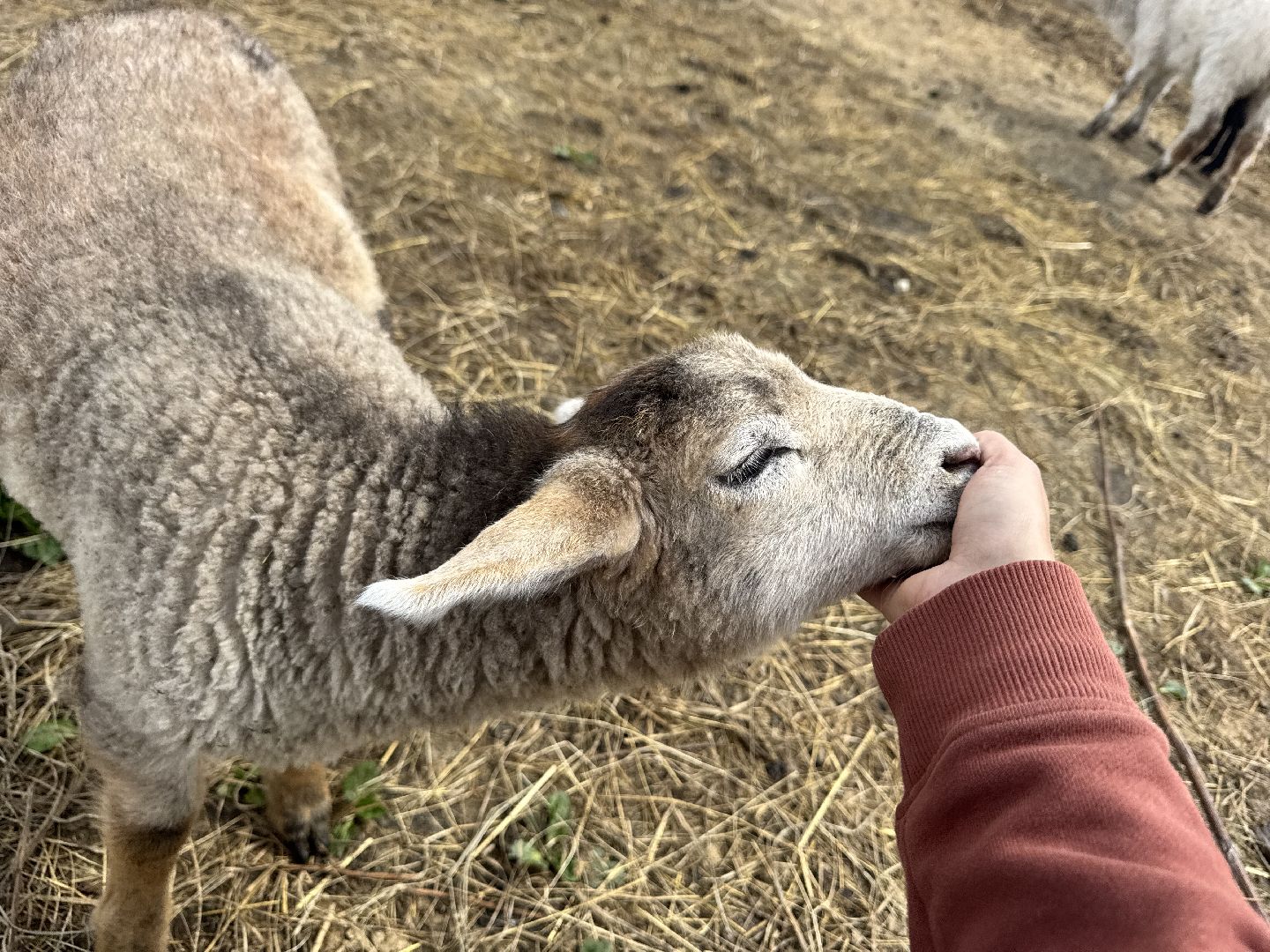 шаховская, сельское хозяйство, животные, животные на ферме, овцы, козленок,