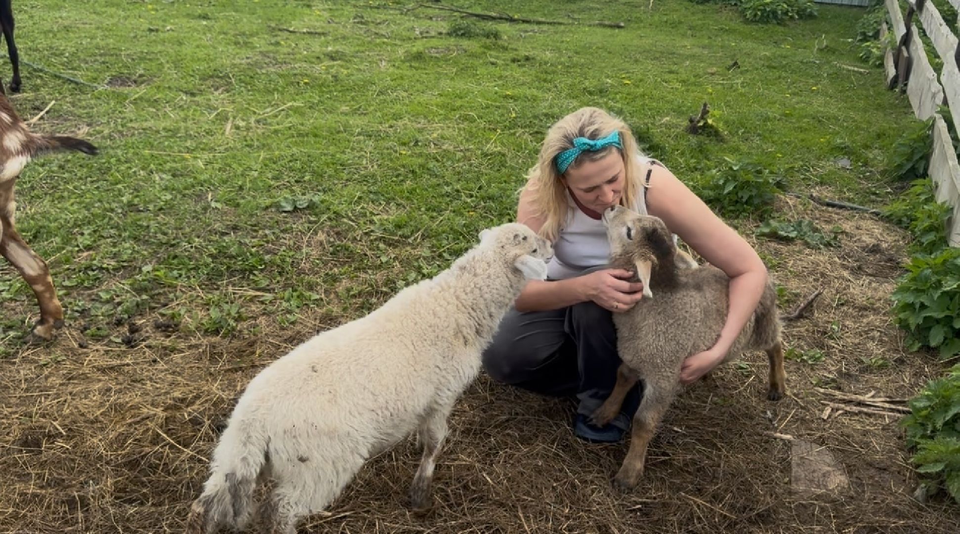 шаховская, сельское хозяйство, животные, животные на ферме, овцы, козленок,