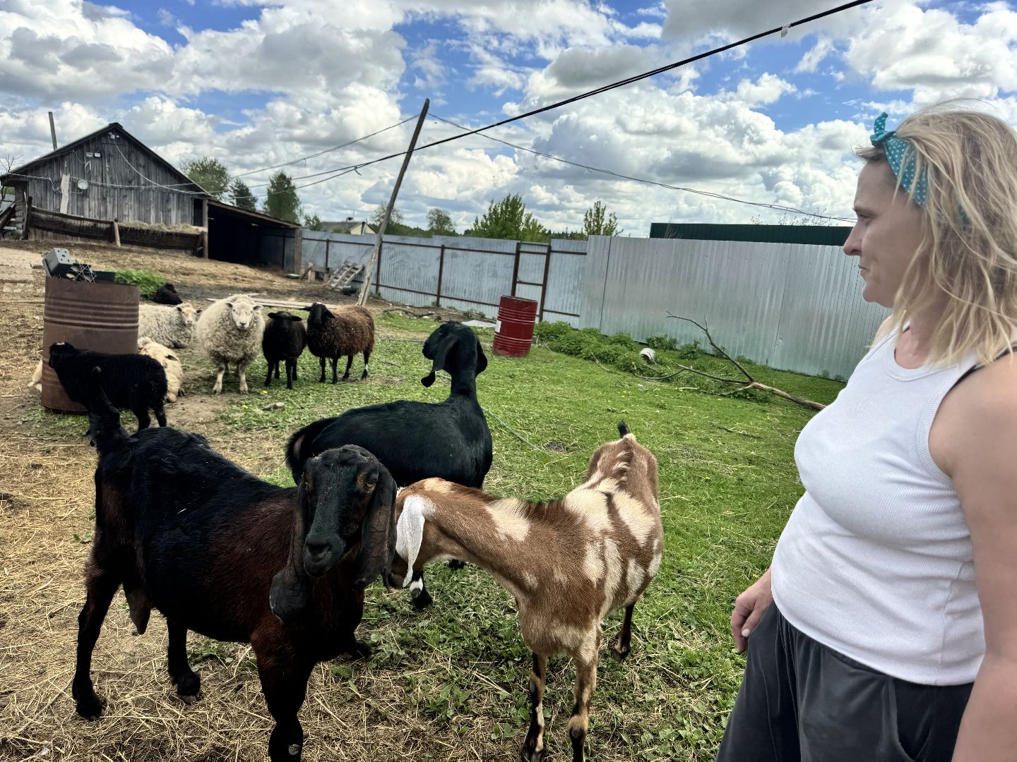 шаховская, сельское хозяйство, животные, животные на ферме, овцы, козленок,