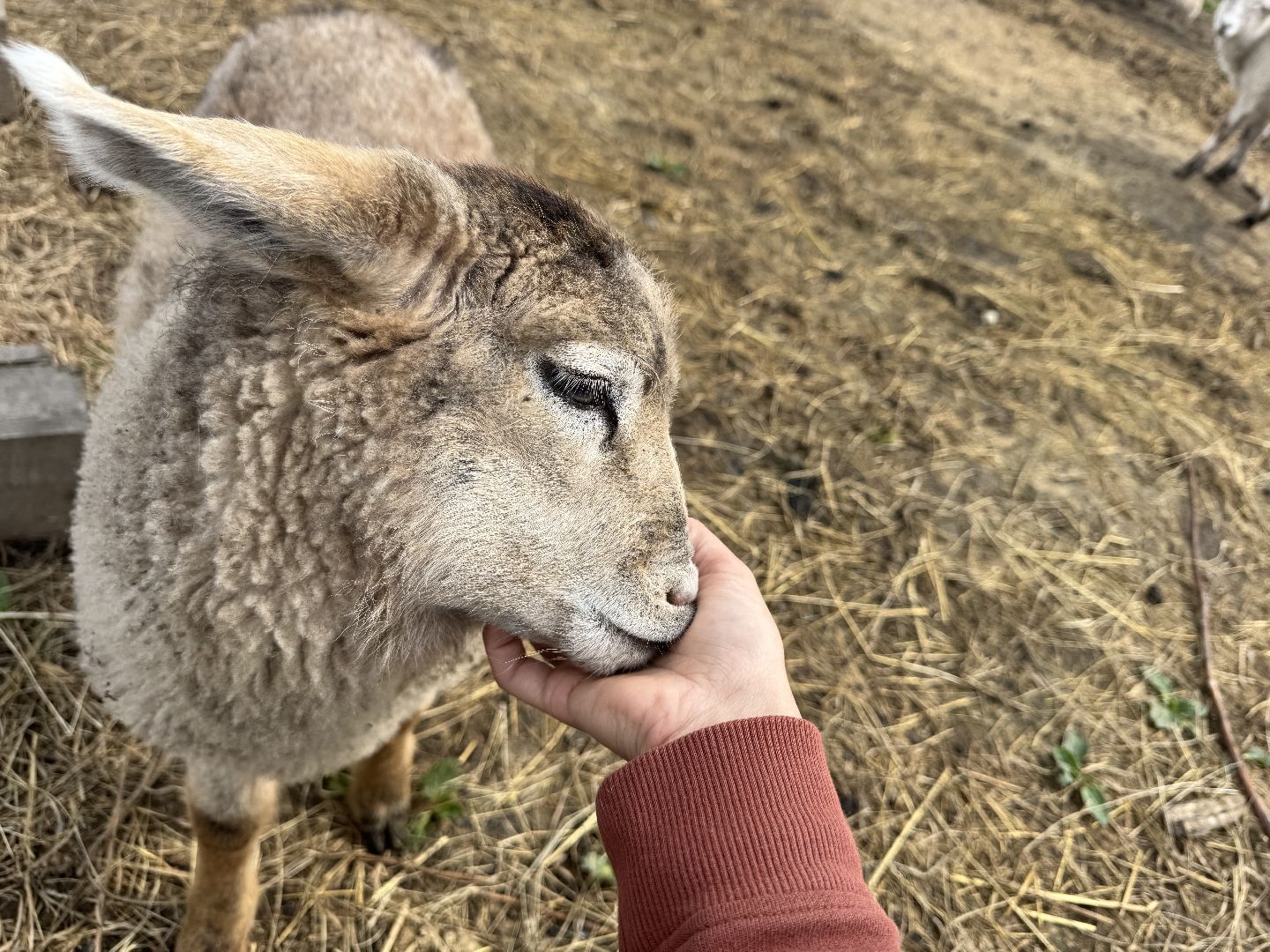 шаховская, сельское хозяйство, животные, животные на ферме, овцы, козленок,
