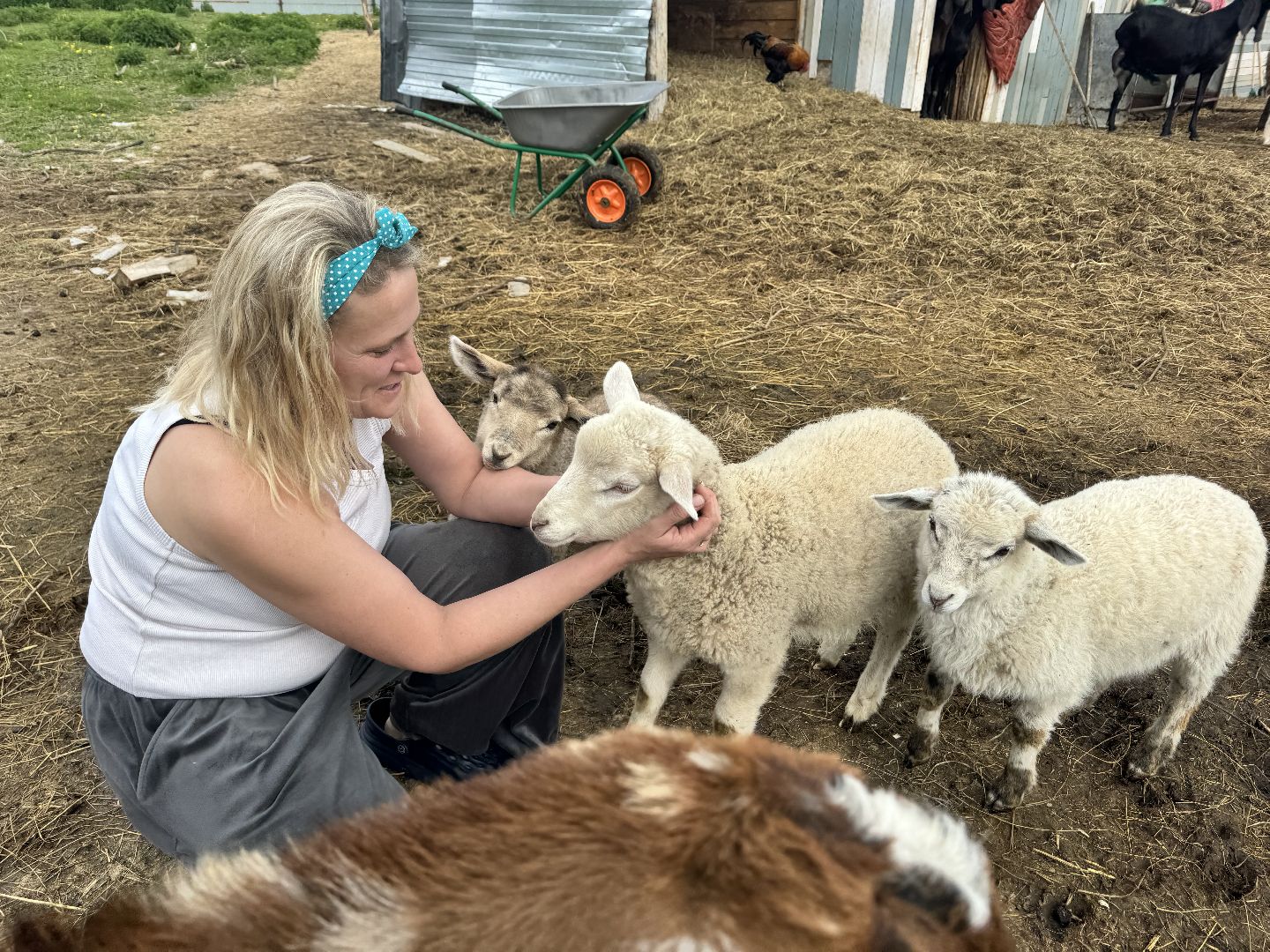 шаховская, сельское хозяйство, животные, животные на ферме, овцы, козленок,