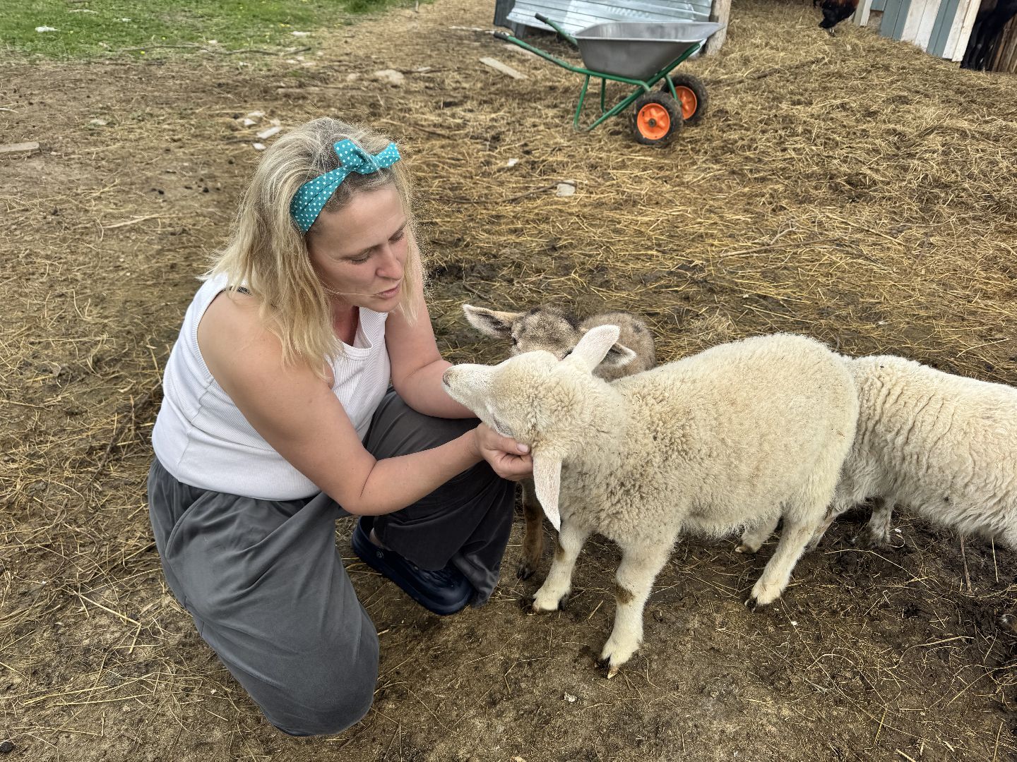шаховская, сельское хозяйство, животные, животные на ферме, овцы, козленок,