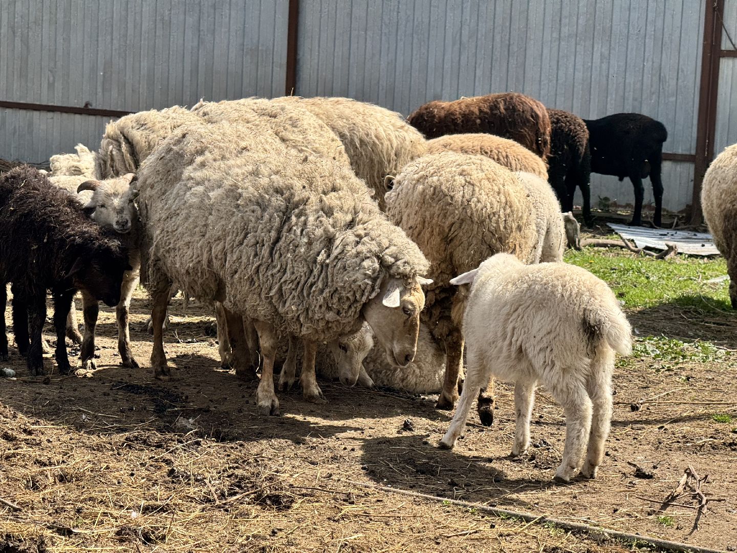 шаховская, сельское хозяйство, животные, животные на ферме, овцы, козленок,