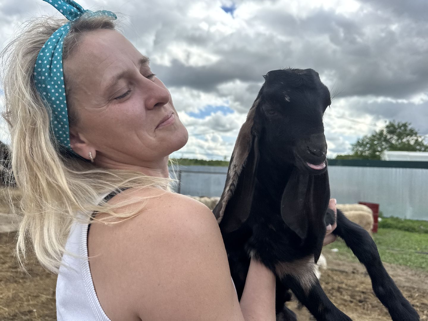 шаховская, сельское хозяйство, животные, животные на ферме, овцы, козленок,