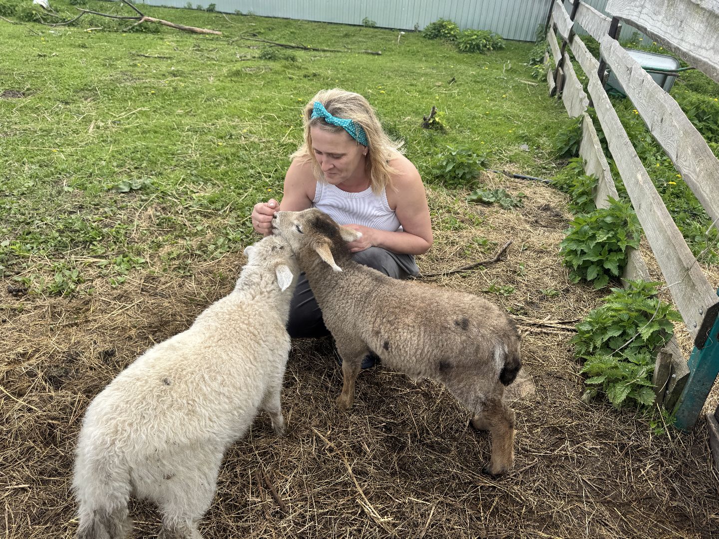 шаховская, сельское хозяйство, животные, животные на ферме, овцы, козленок,