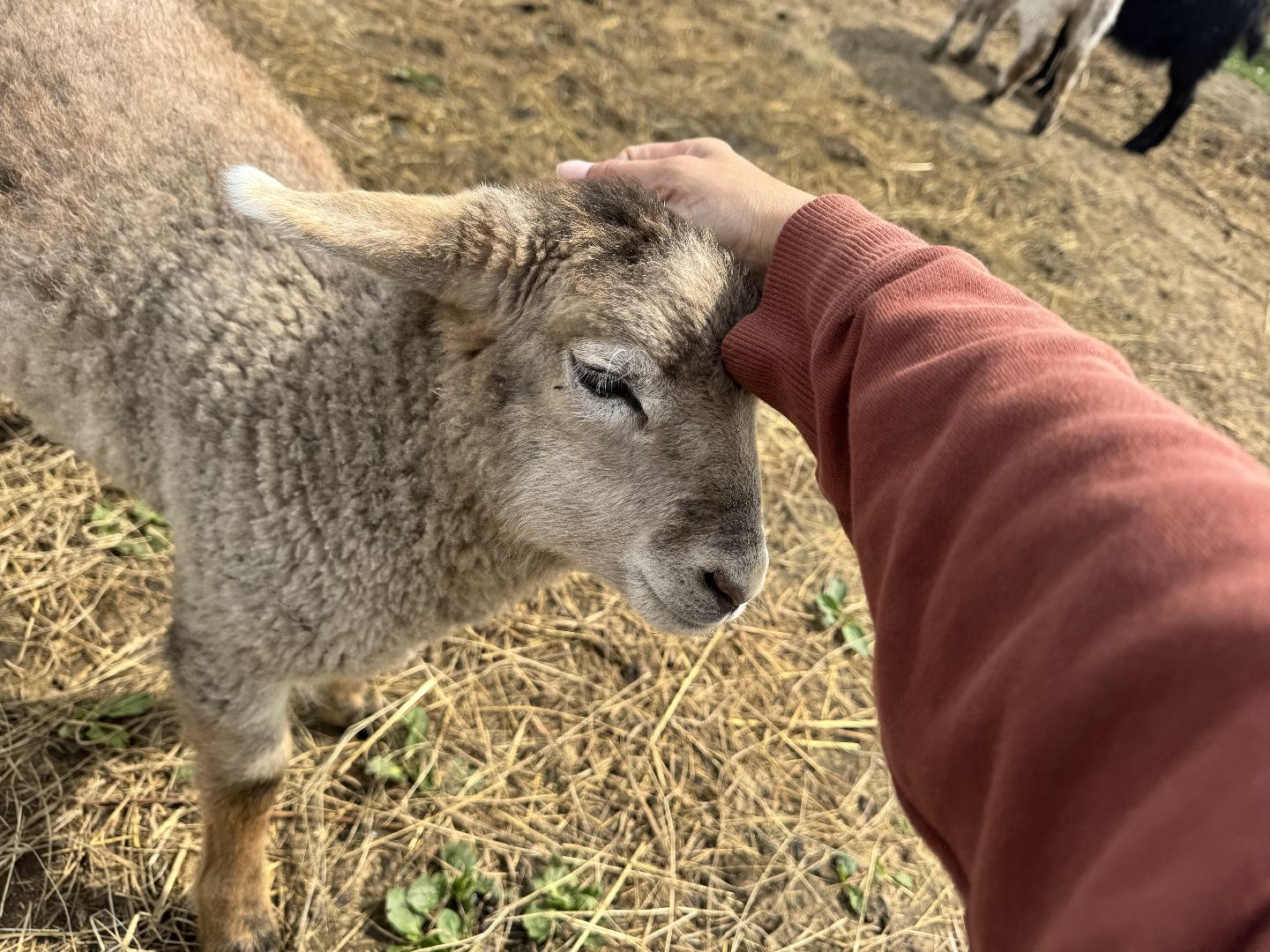 шаховская, сельское хозяйство, животные, животные на ферме, овцы, козленок,