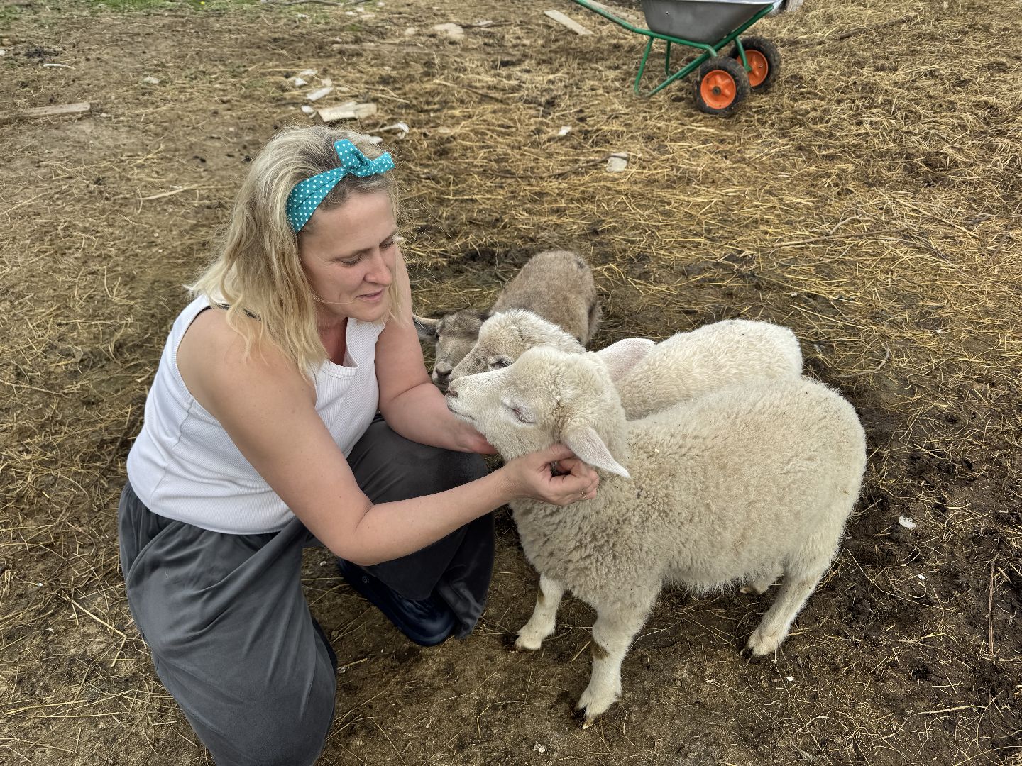 шаховская, сельское хозяйство, животные, животные на ферме, овцы, козленок,