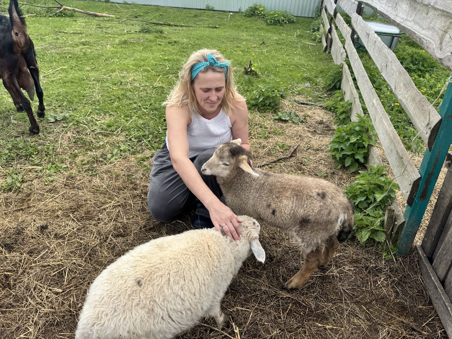 шаховская, сельское хозяйство, животные, животные на ферме, овцы, козленок,