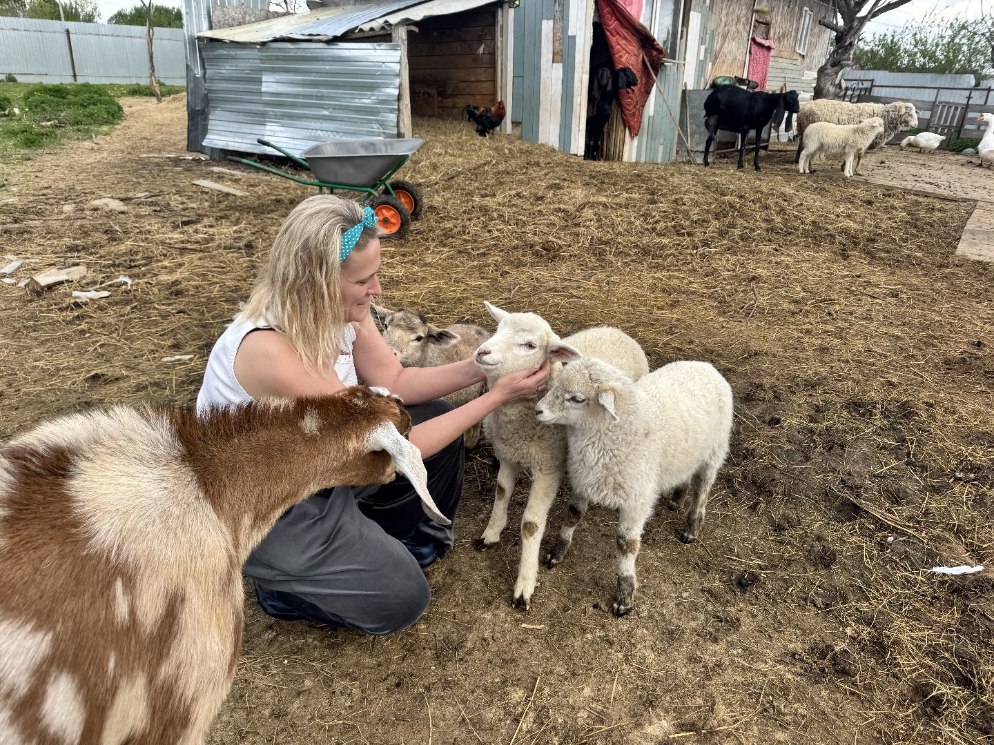 шаховская, сельское хозяйство, животные, животные на ферме, овцы, козленок,