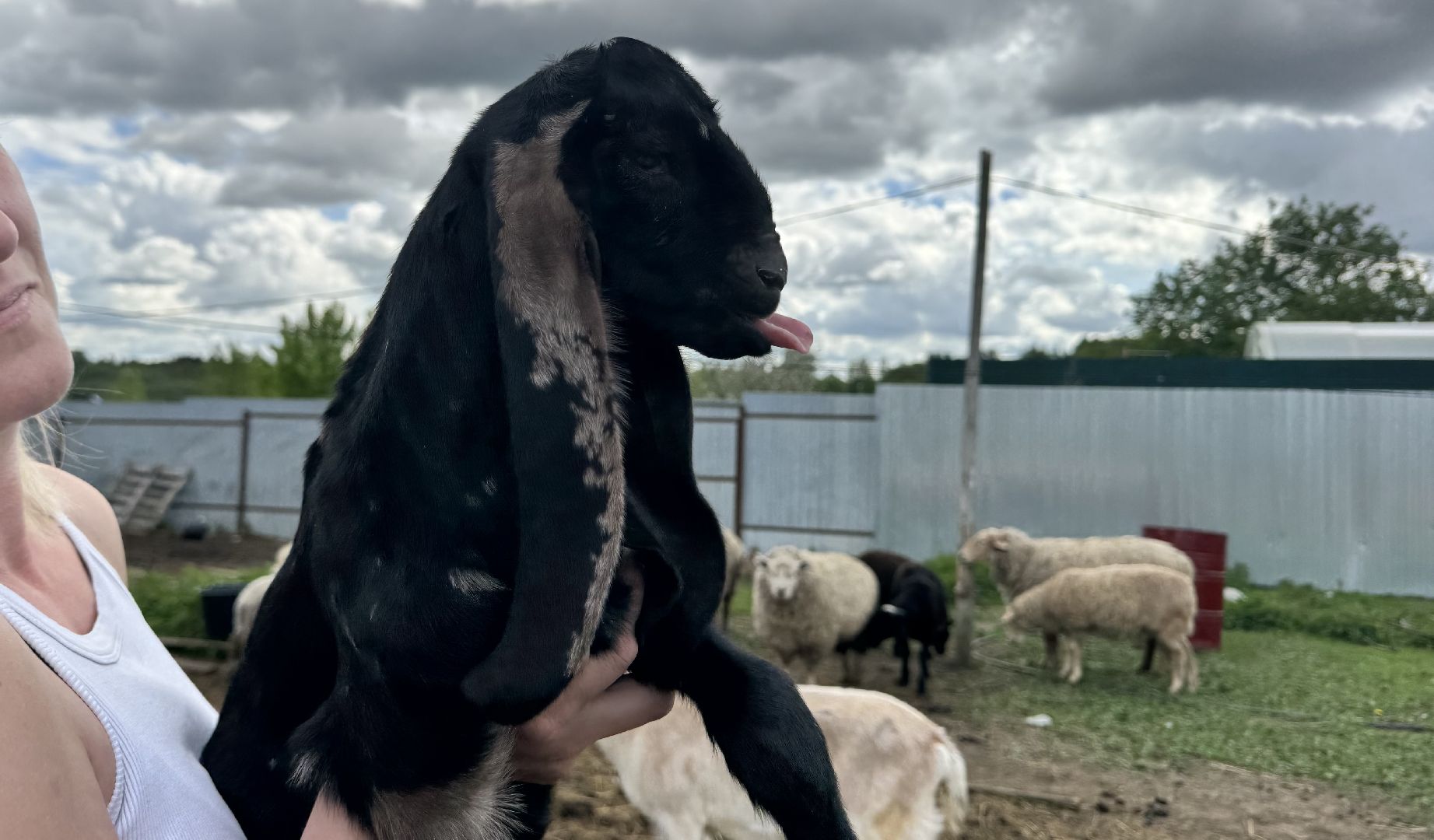 шаховская, сельское хозяйство, животные, животные на ферме, овцы, козленок,