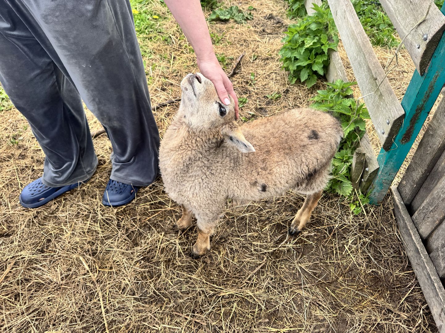 шаховская, сельское хозяйство, животные, животные на ферме, овцы, козленок,