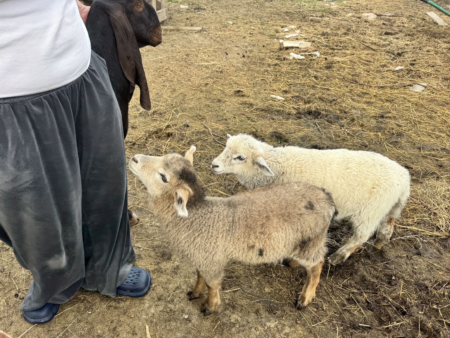 шаховская, сельское хозяйство, животные, животные на ферме, овцы, козленок,
