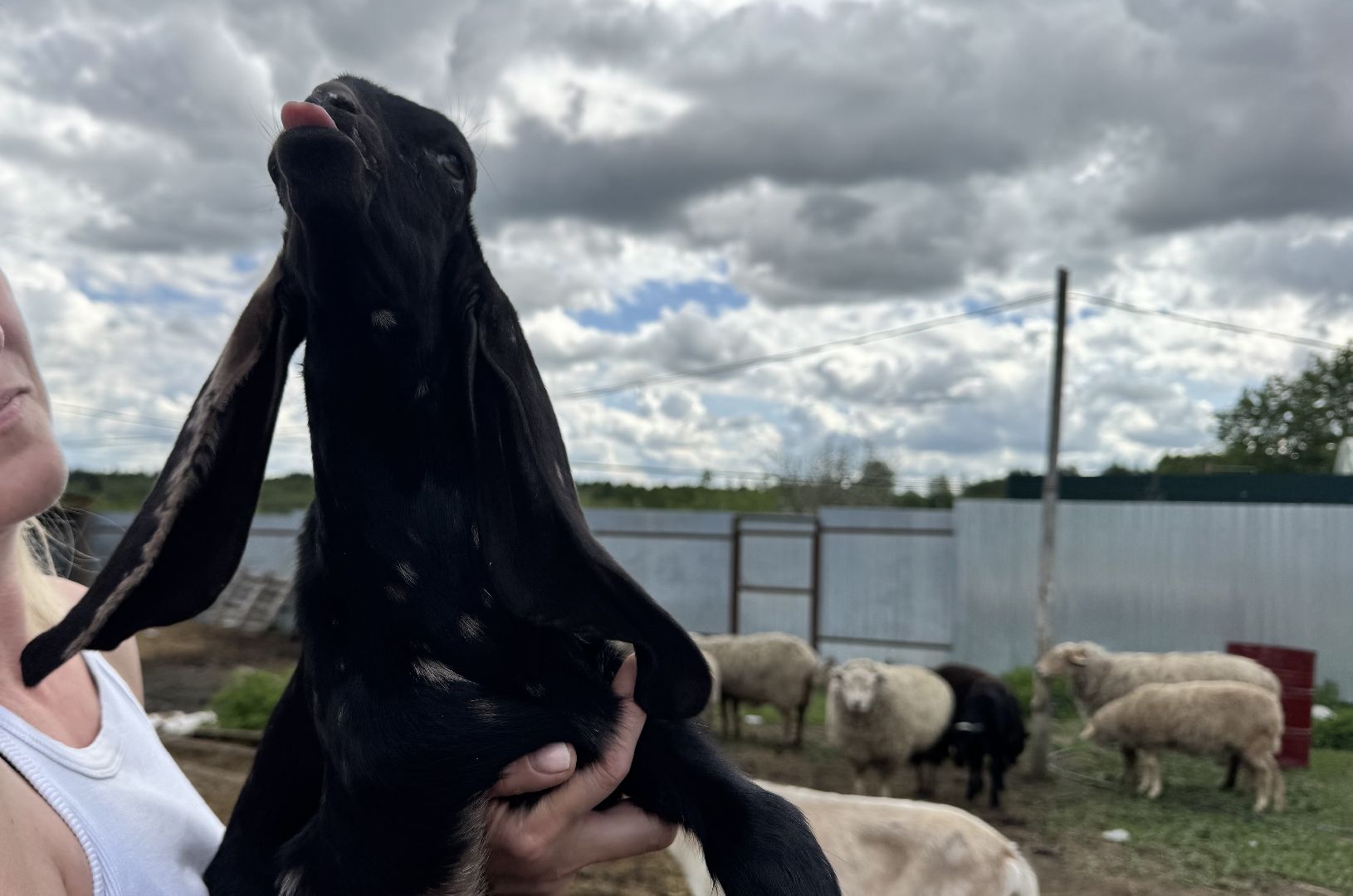 шаховская, сельское хозяйство, животные, животные на ферме, овцы, козленок,