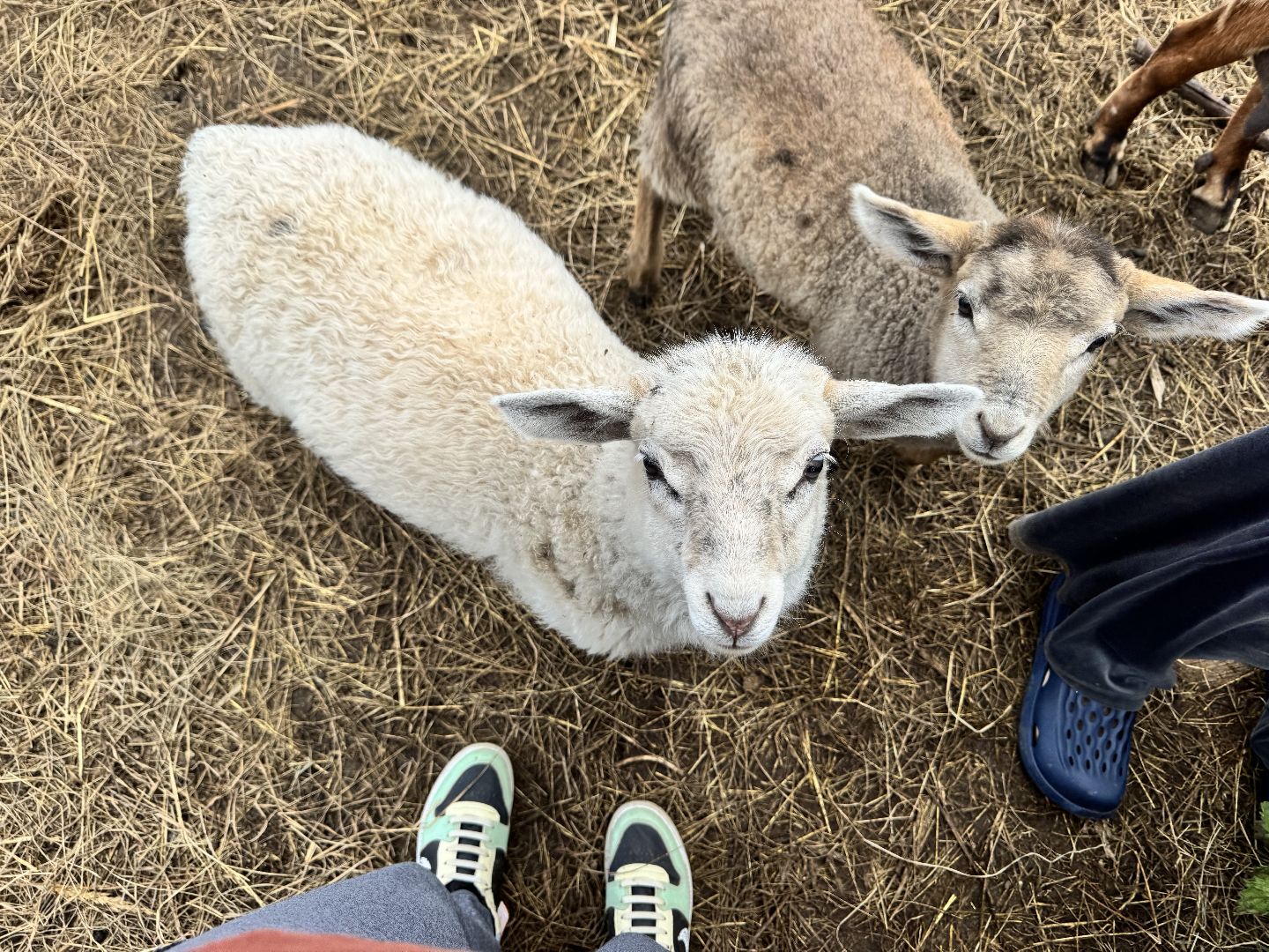 шаховская, сельское хозяйство, животные, животные на ферме, овцы, козленок,