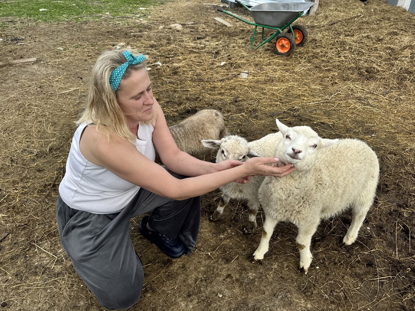 шаховская, сельское хозяйство, животные, животные на ферме, овцы, козленок,