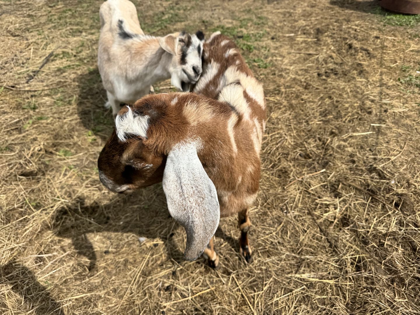 шаховская, сельское хозяйство, животные, животные на ферме, овцы, козленок,