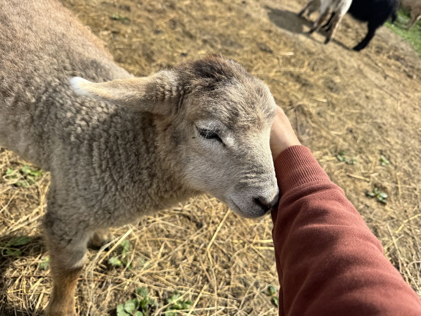 шаховская, сельское хозяйство, животные, животные на ферме, овцы, козленок,