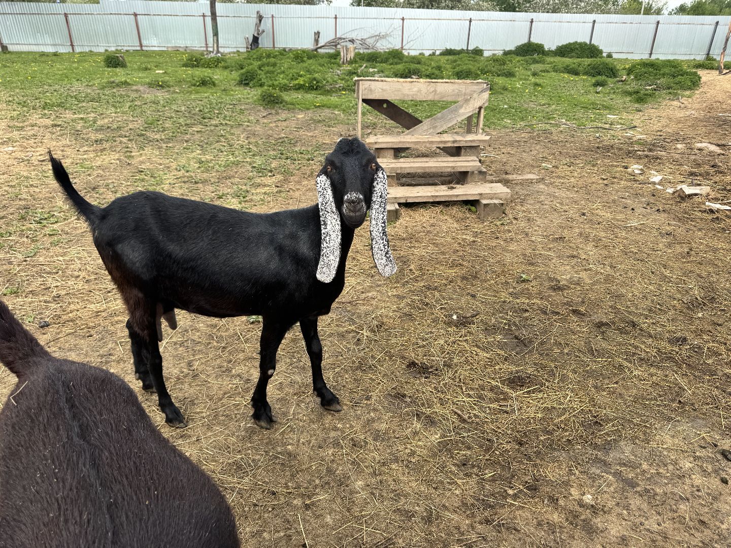 шаховская, сельское хозяйство, животные, животные на ферме, овцы, козленок,