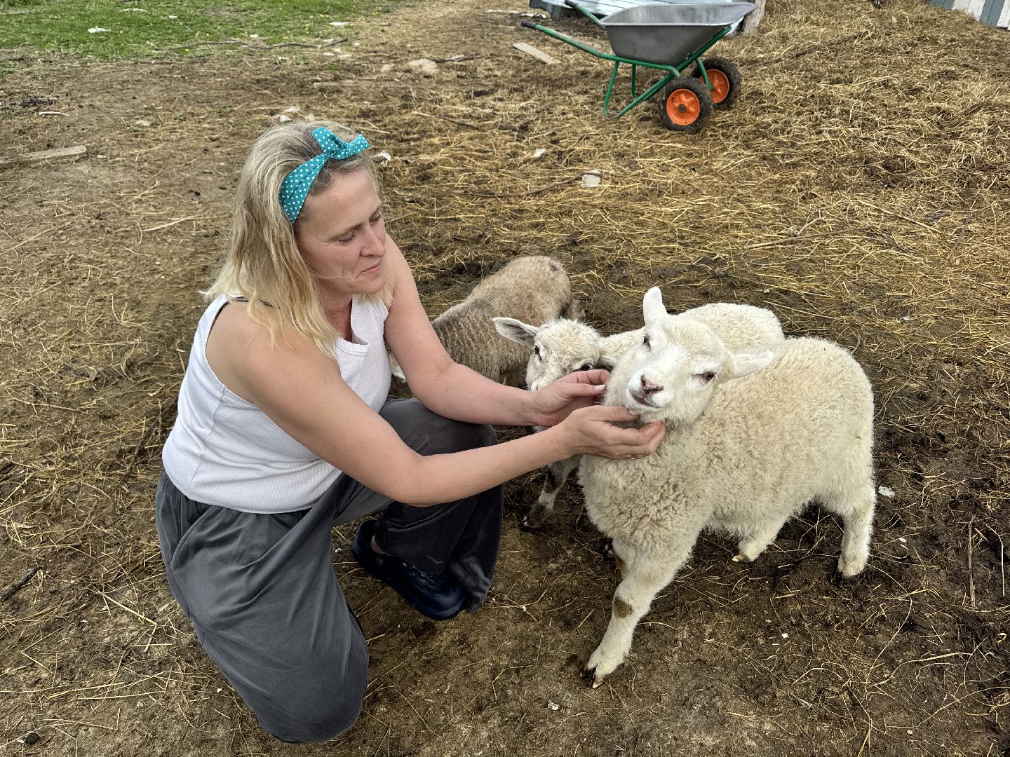 шаховская, сельское хозяйство, животные, животные на ферме, овцы, козленок,