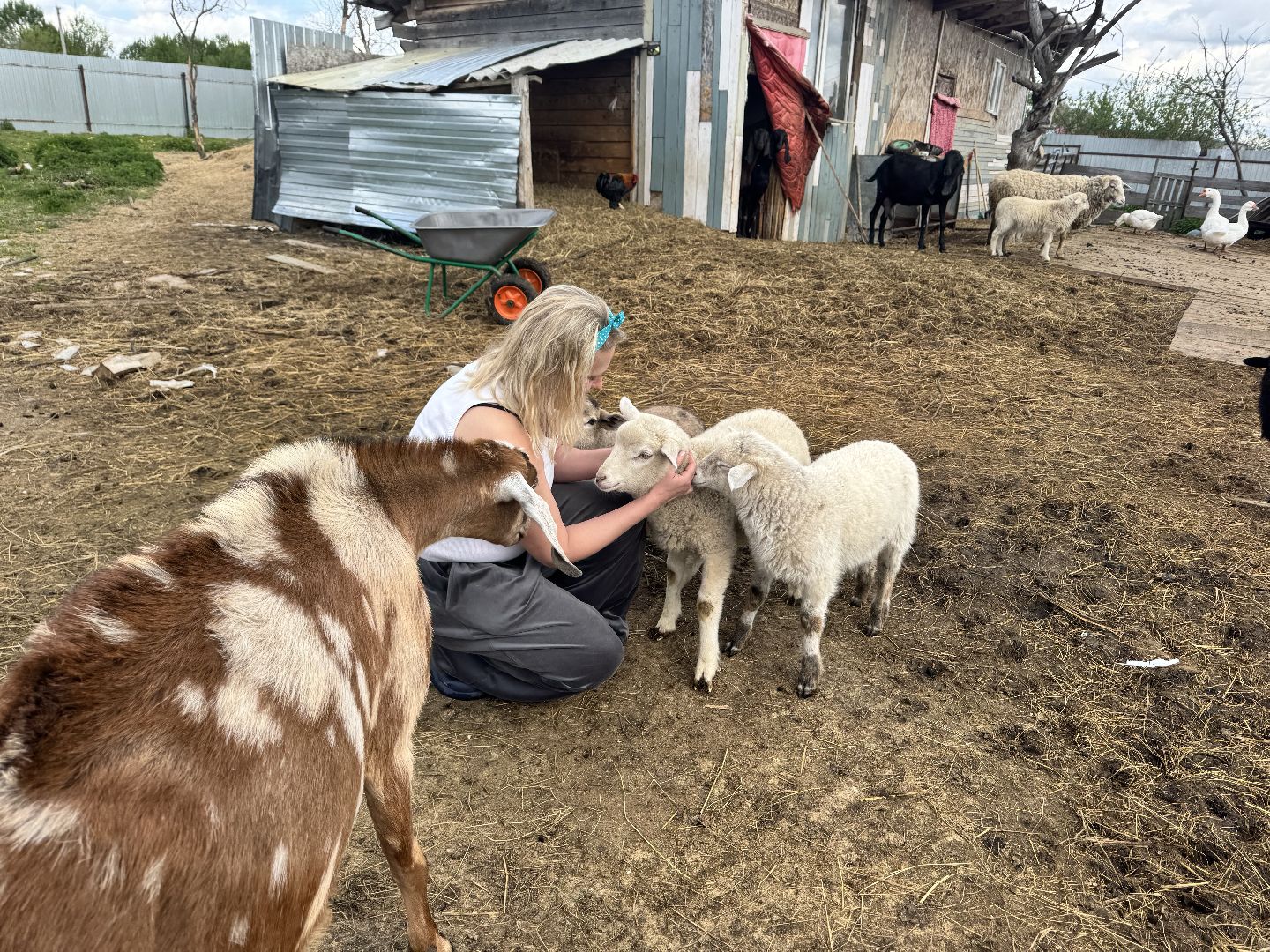 шаховская, сельское хозяйство, животные, животные на ферме, овцы, козленок,