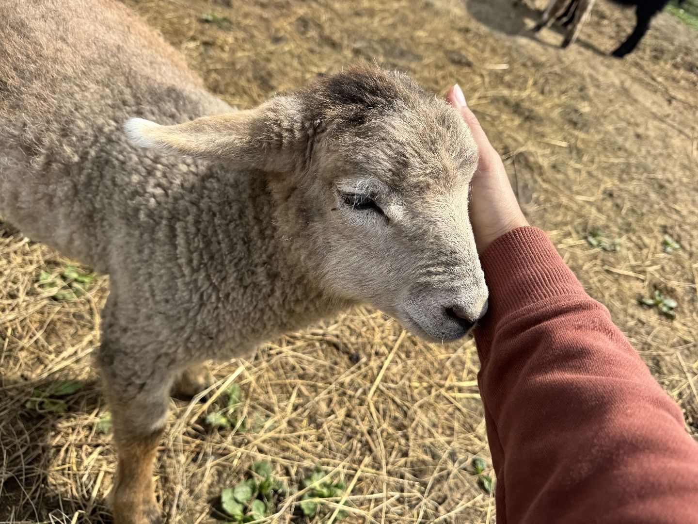 шаховская, сельское хозяйство, животные, животные на ферме, овцы, козленок,