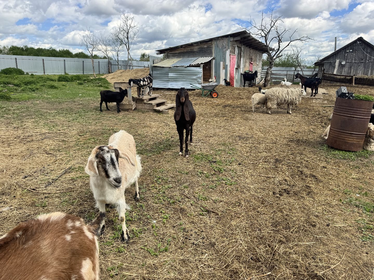 шаховская, сельское хозяйство, животные, животные на ферме, овцы, козленок,