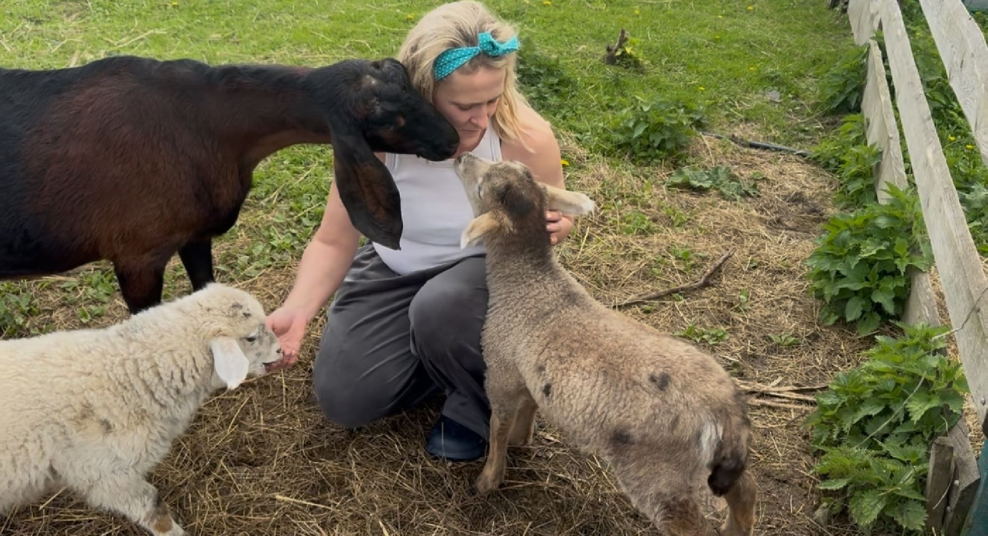 шаховская, сельское хозяйство, животные, животные на ферме, овцы, козленок,