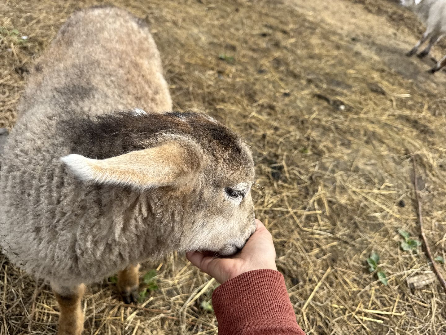 шаховская, сельское хозяйство, животные, животные на ферме, овцы, козленок,