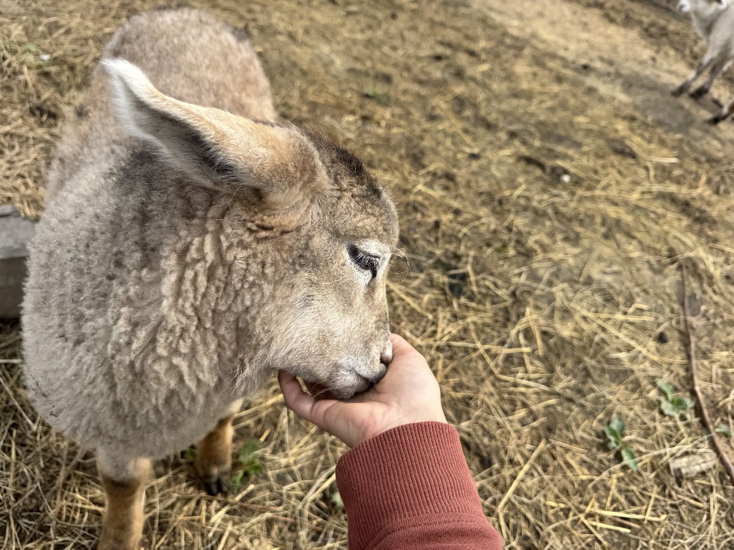шаховская, сельское хозяйство, животные, животные на ферме, овцы, козленок,
