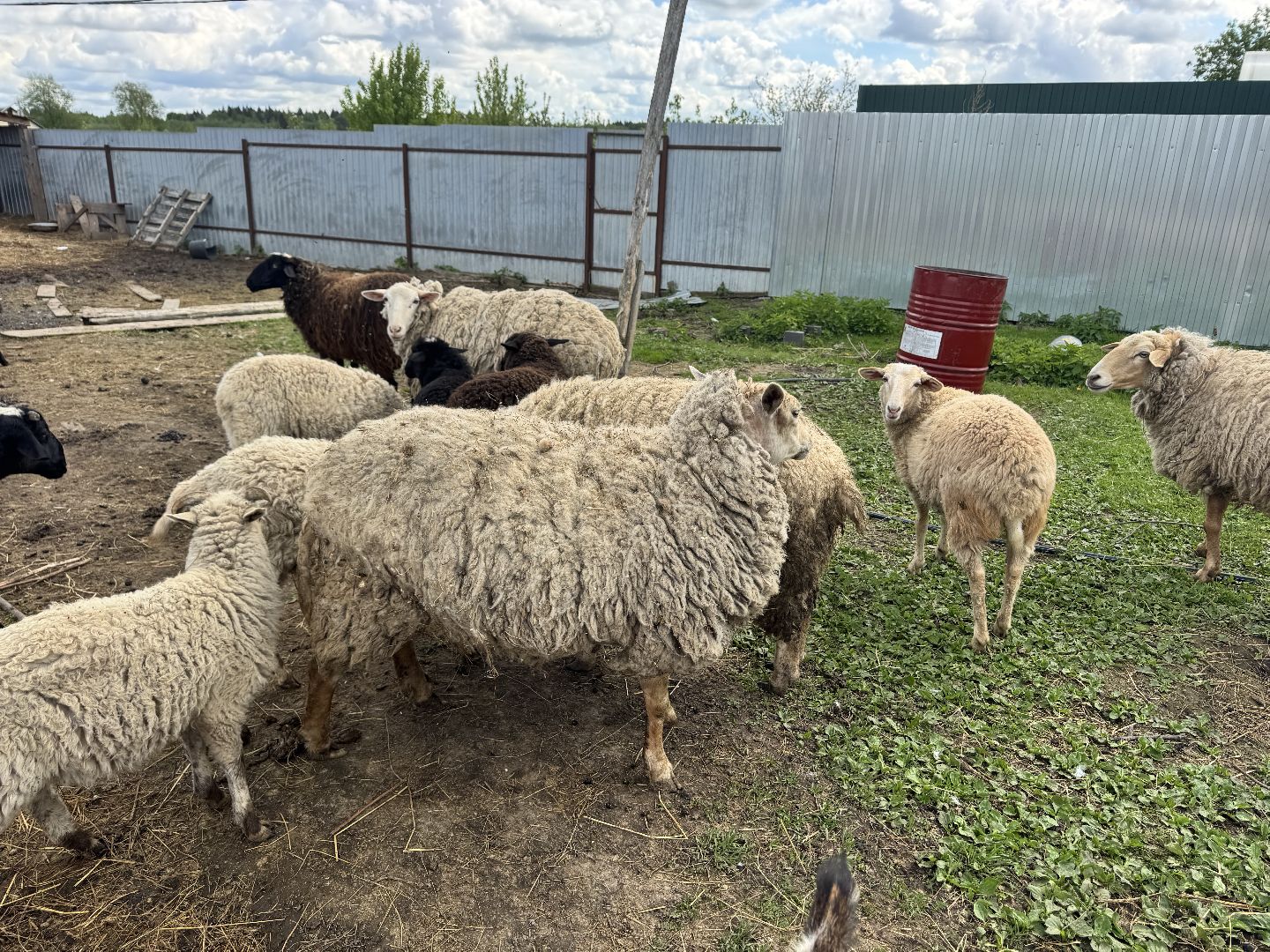 шаховская, сельское хозяйство, животные, животные на ферме, овцы, козленок,