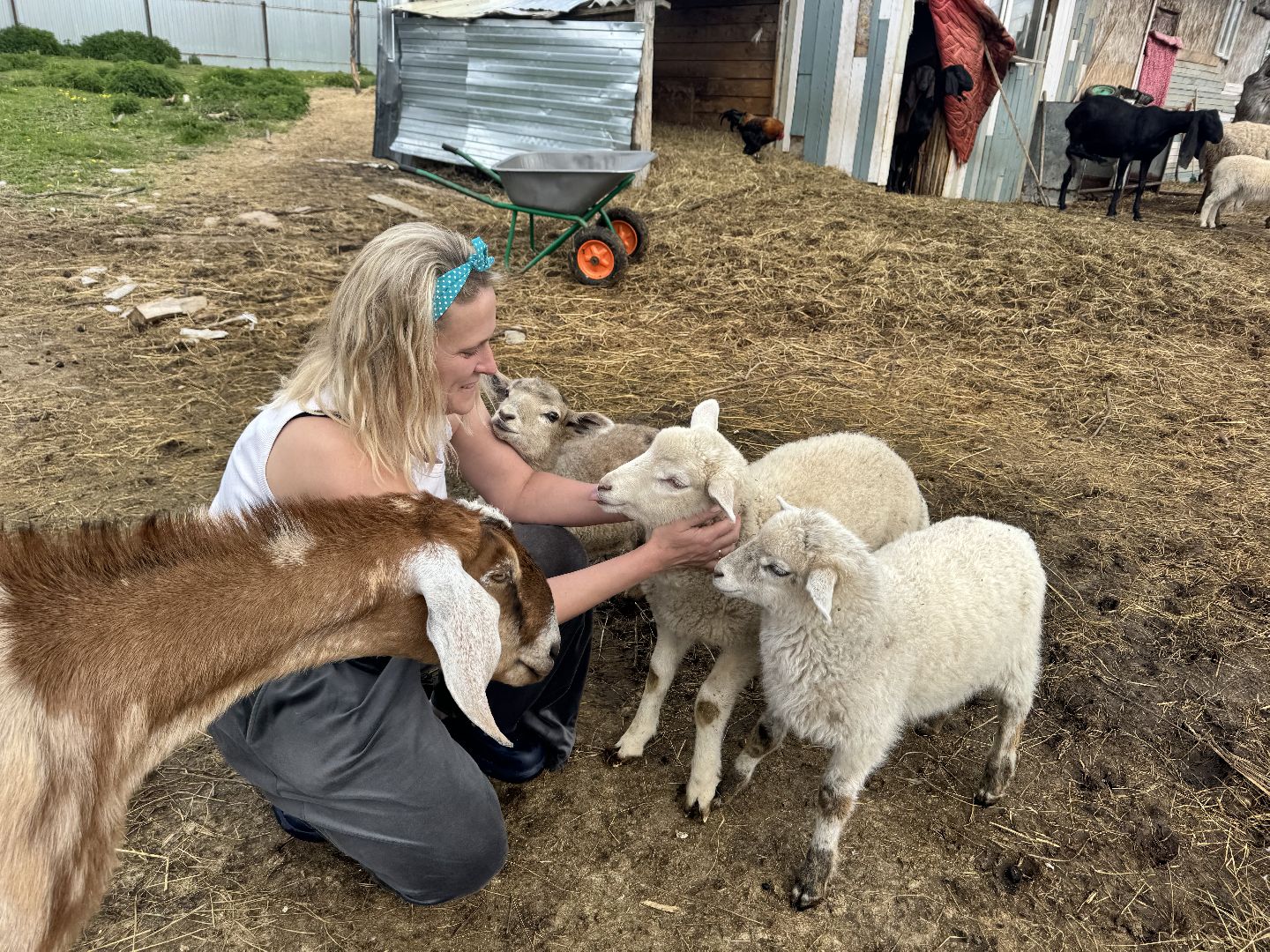 шаховская, сельское хозяйство, животные, животные на ферме, овцы, козленок,