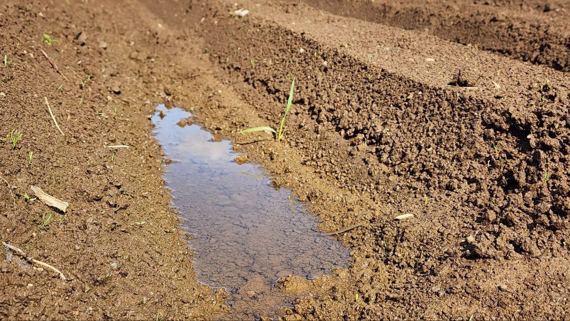 Дмитров, Минсельхоз, Мособлдума, Агрохолдинг, Дмитровские овощи,