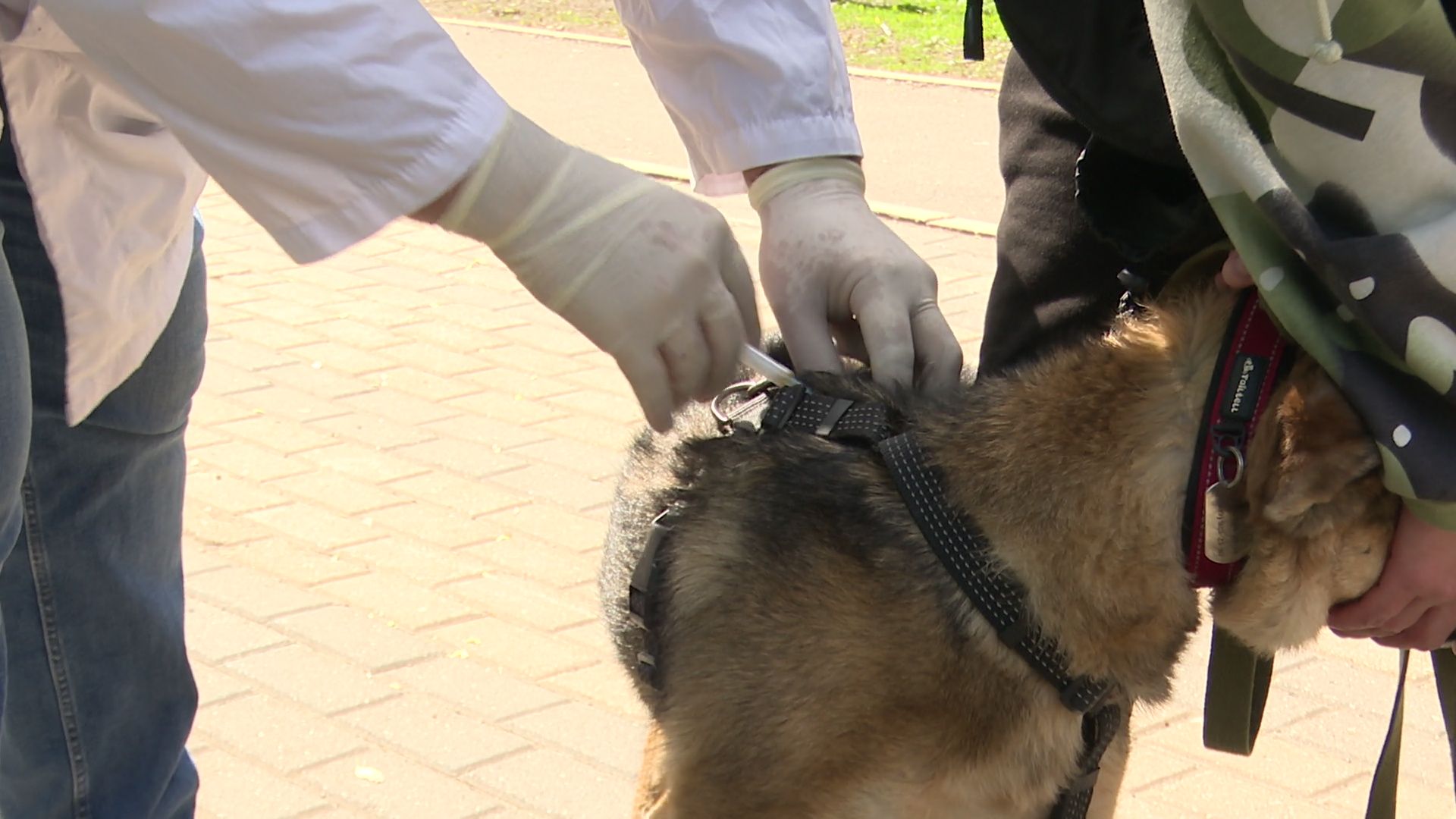 реутов, вакцинация, кошки, собаки, прививки от бешенства, чипирование,