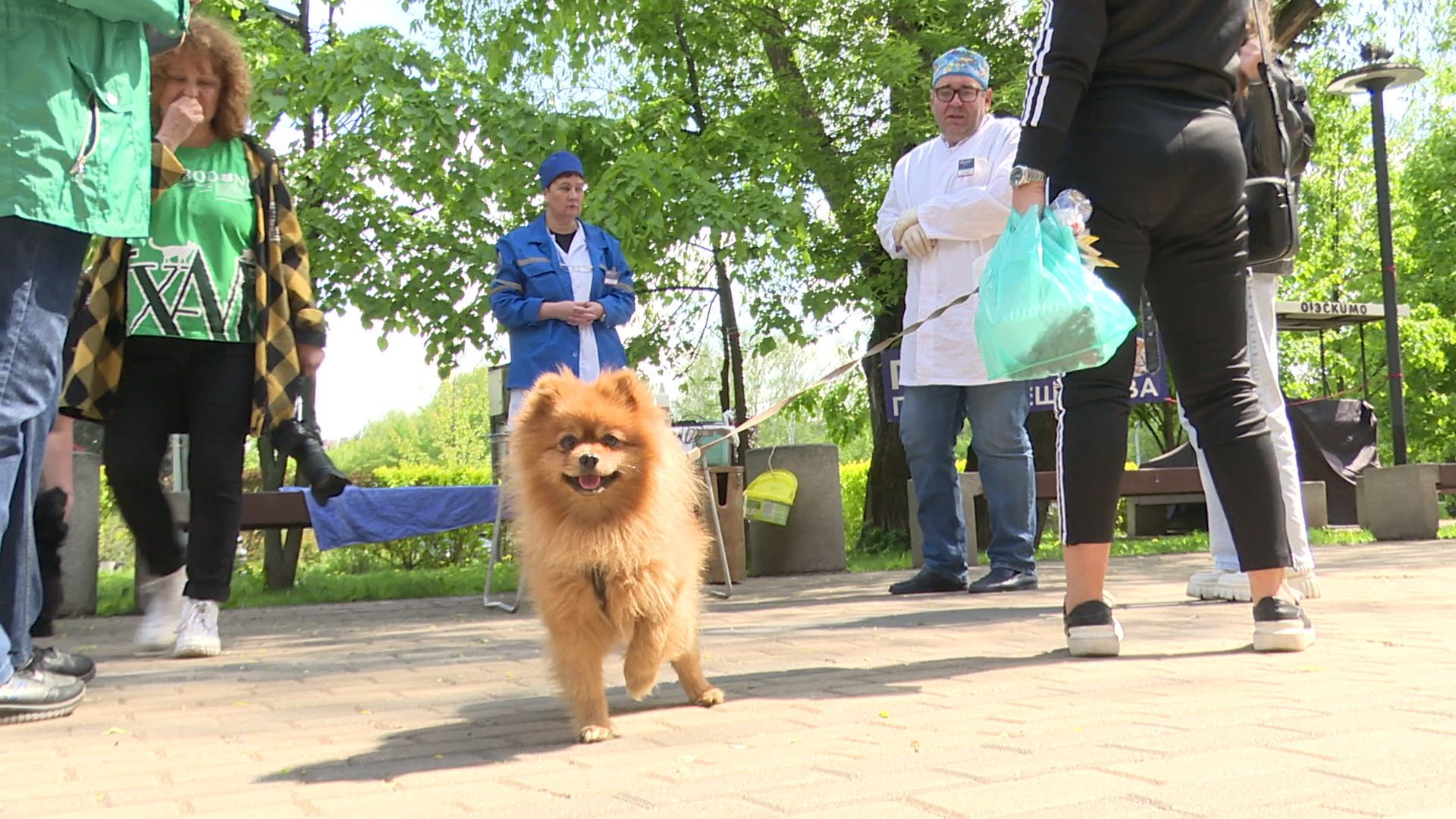 реутов, вакцинация, кошки, собаки, прививки от бешенства, чипирование,