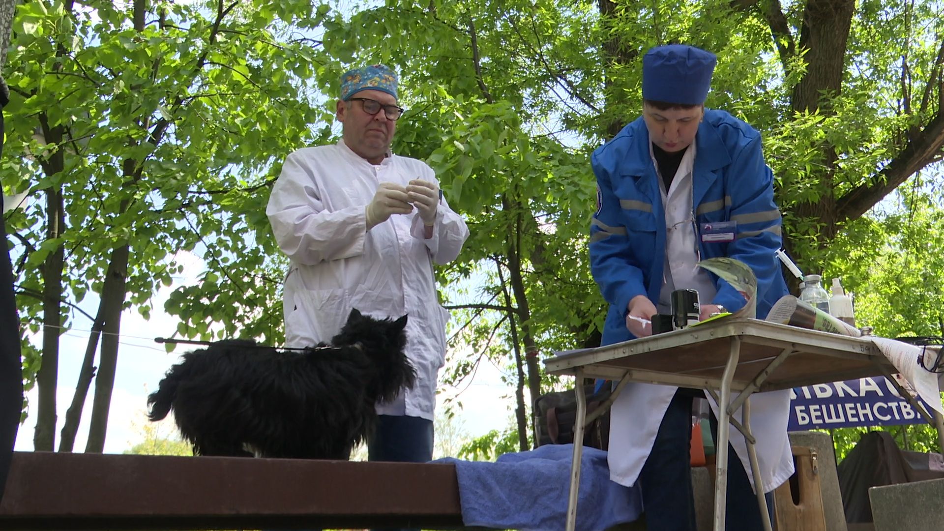 реутов, вакцинация, кошки, собаки, прививки от бешенства, чипирование,