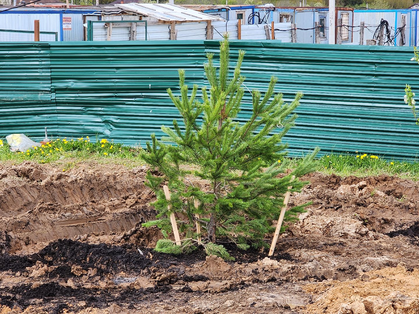 сергиев посад, семхоз, озеленение,