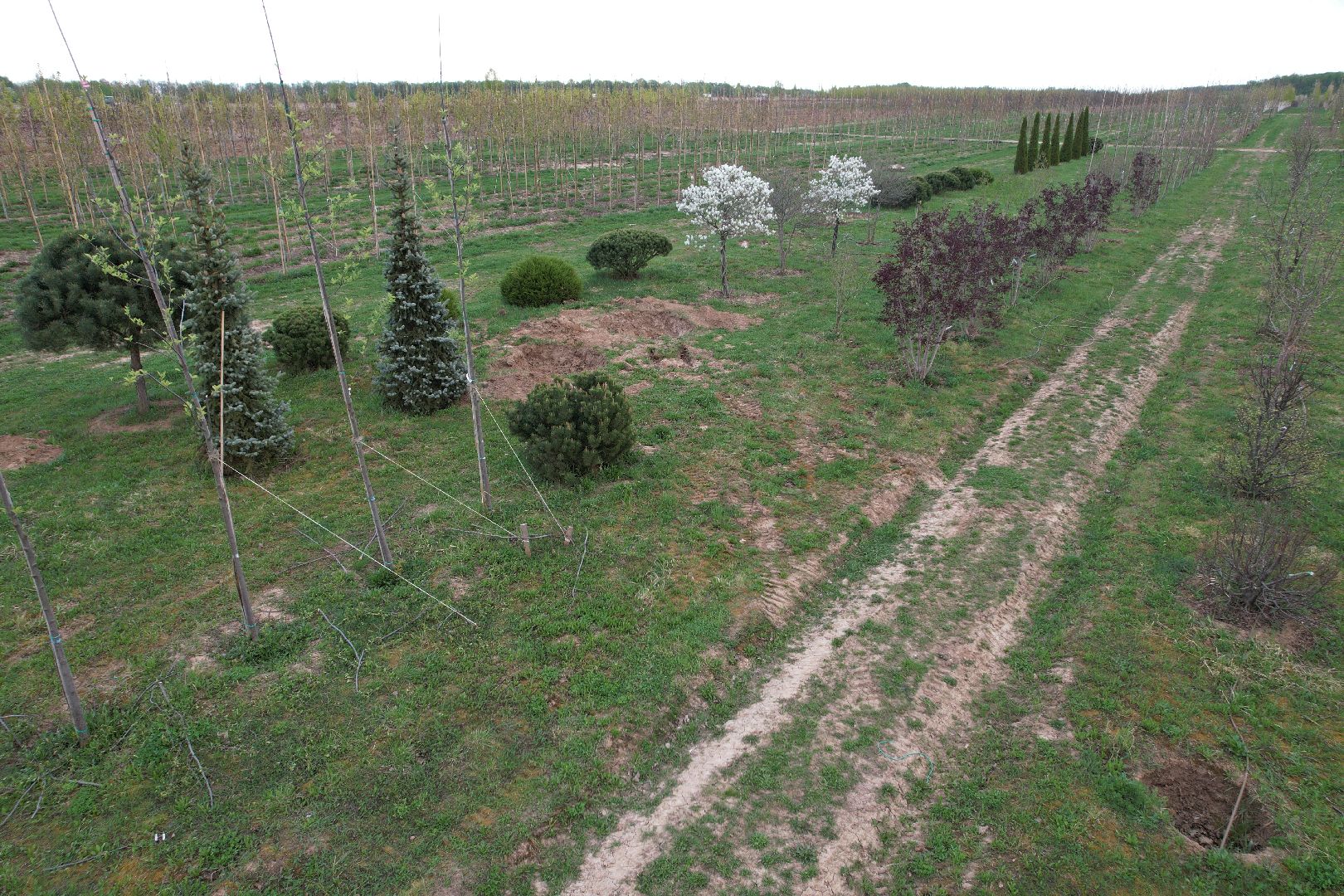видео с коптера, доращивание декоративных растений,  аллейные деревья для озеленения,