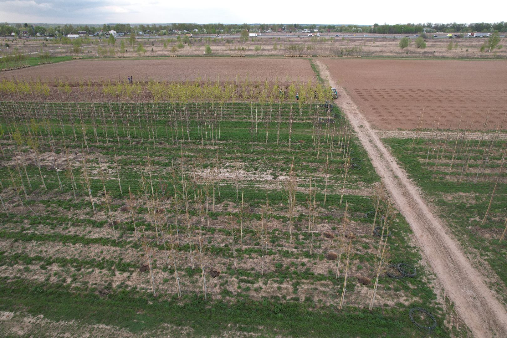 видео с коптера, доращивание декоративных растений,  аллейные деревья для озеленения,